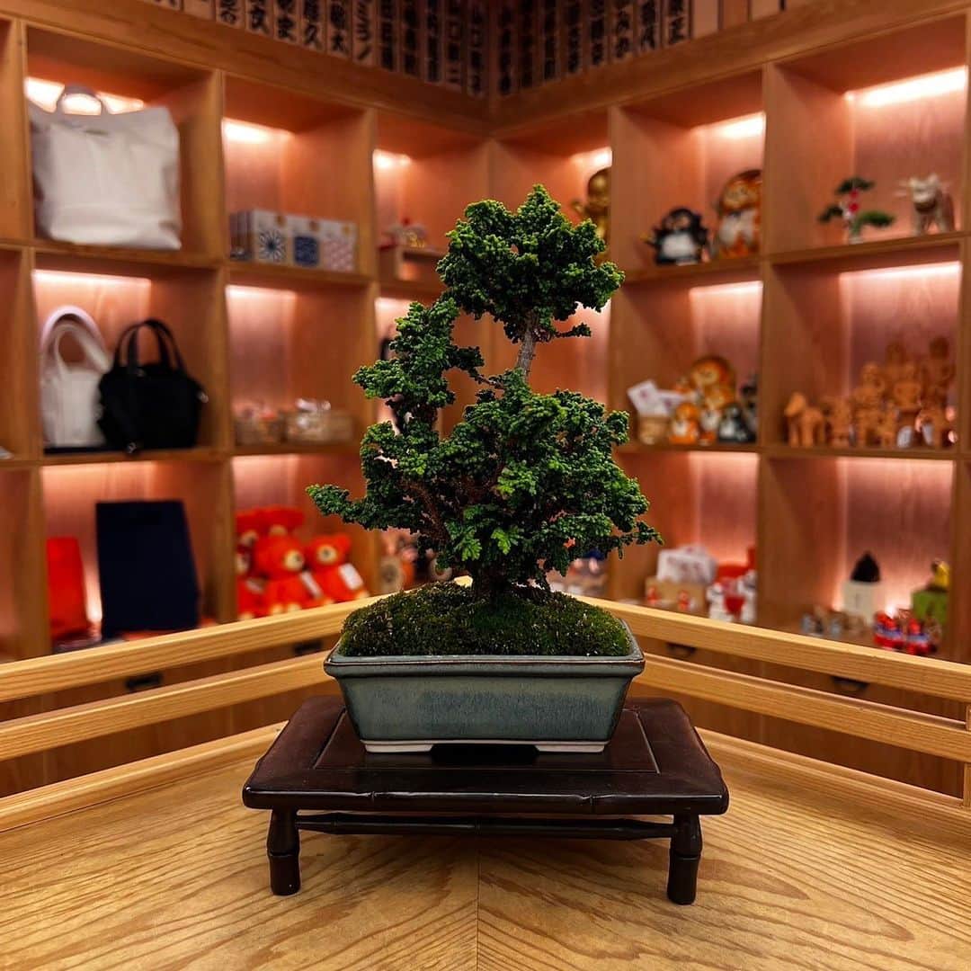 BEAMS JAPANさんのインスタグラム写真 - (BEAMS JAPANInstagram)「＜TRADMAN’S BONSAI＞  ● 今週入荷分の盆栽ラインナップ  ーーーーーーーーーーーーーーーーーーーーーー  ③#黒松 樹齢30年 ¥27,500-(inc.tax）  ④#真柏 樹齢20年 ¥22,000-(inc.tax）  ①#真柏 樹齢30年 ¥27,500-(inc.tax)  ②#石化桧 樹齢20年 ¥10,000-(inc.tax)  ※こちらの盆栽は全て一点物になります。  ※花台は別売りで販売させていただいております。  ※商品についてのお問い合わせや 通信販売をご希望のお客様は お電話、又はDMからお問い合わせください。  ーーーーーーーーーーーーーーーーーーーーーー  ▼お問い合わせ電話番号 BEAMS JAPAN 1F ☎︎ 03-5368-7314  #beams  #beamsjapan  #beamsjapan1st  #ビームス #ビームスジャパン #日本製 #madeinjapan #日本の銘品 #tradmans#bonsai #tradmansbonsai #matsubaya #トラッドマンズ #盆栽 #松葉屋」5月4日 17時04分 - beams_japan