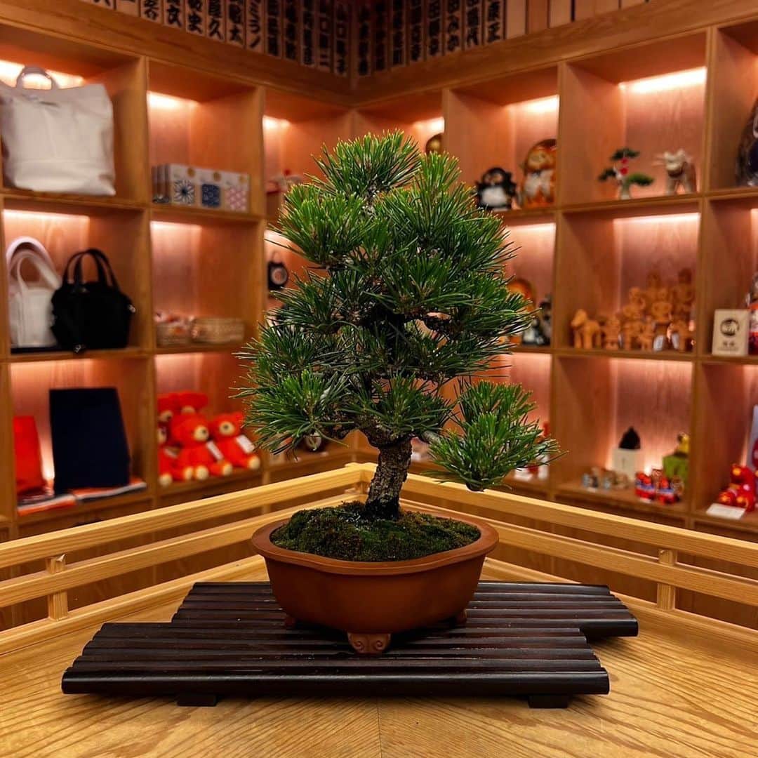 BEAMS JAPANさんのインスタグラム写真 - (BEAMS JAPANInstagram)「＜TRADMAN’S BONSAI＞  ● 今週入荷分の盆栽ラインナップ  ーーーーーーーーーーーーーーーーーーーーーー  ③#黒松 樹齢30年 ¥27,500-(inc.tax）  ④#真柏 樹齢20年 ¥22,000-(inc.tax）  ①#真柏 樹齢30年 ¥27,500-(inc.tax)  ②#石化桧 樹齢20年 ¥10,000-(inc.tax)  ※こちらの盆栽は全て一点物になります。  ※花台は別売りで販売させていただいております。  ※商品についてのお問い合わせや 通信販売をご希望のお客様は お電話、又はDMからお問い合わせください。  ーーーーーーーーーーーーーーーーーーーーーー  ▼お問い合わせ電話番号 BEAMS JAPAN 1F ☎︎ 03-5368-7314  #beams  #beamsjapan  #beamsjapan1st  #ビームス #ビームスジャパン #日本製 #madeinjapan #日本の銘品 #tradmans#bonsai #tradmansbonsai #matsubaya #トラッドマンズ #盆栽 #松葉屋」5月4日 17時04分 - beams_japan