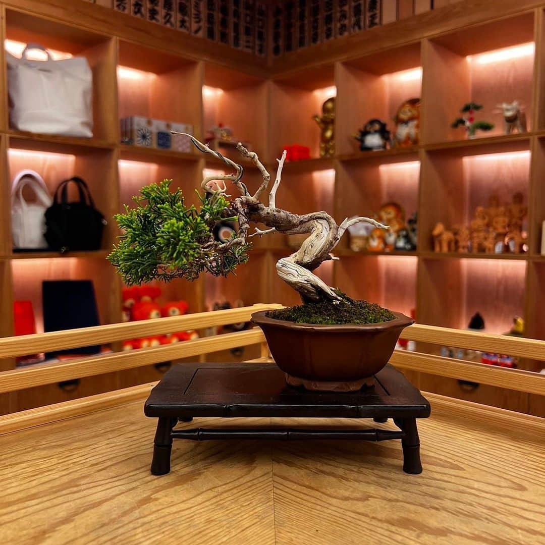 BEAMS JAPANさんのインスタグラム写真 - (BEAMS JAPANInstagram)「＜TRADMAN’S BONSAI＞  ● 今週入荷分の盆栽ラインナップ  ーーーーーーーーーーーーーーーーーーーーーー  ③#黒松 樹齢30年 ¥27,500-(inc.tax）  ④#真柏 樹齢20年 ¥22,000-(inc.tax）  ①#真柏 樹齢30年 ¥27,500-(inc.tax)  ②#石化桧 樹齢20年 ¥10,000-(inc.tax)  ※こちらの盆栽は全て一点物になります。  ※花台は別売りで販売させていただいております。  ※商品についてのお問い合わせや 通信販売をご希望のお客様は お電話、又はDMからお問い合わせください。  ーーーーーーーーーーーーーーーーーーーーーー  ▼お問い合わせ電話番号 BEAMS JAPAN 1F ☎︎ 03-5368-7314  #beams  #beamsjapan  #beamsjapan1st  #ビームス #ビームスジャパン #日本製 #madeinjapan #日本の銘品 #tradmans#bonsai #tradmansbonsai #matsubaya #トラッドマンズ #盆栽 #松葉屋」5月4日 17時04分 - beams_japan