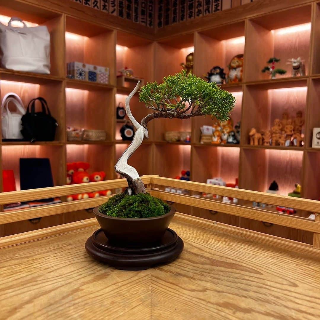 BEAMS JAPANさんのインスタグラム写真 - (BEAMS JAPANInstagram)「＜TRADMAN’S BONSAI＞  ● 今週入荷分の盆栽ラインナップ  ーーーーーーーーーーーーーーーーーーーーーー  ③#黒松 樹齢30年 ¥27,500-(inc.tax）  ④#真柏 樹齢20年 ¥22,000-(inc.tax）  ①#真柏 樹齢30年 ¥27,500-(inc.tax)  ②#石化桧 樹齢20年 ¥10,000-(inc.tax)  ※こちらの盆栽は全て一点物になります。  ※花台は別売りで販売させていただいております。  ※商品についてのお問い合わせや 通信販売をご希望のお客様は お電話、又はDMからお問い合わせください。  ーーーーーーーーーーーーーーーーーーーーーー  ▼お問い合わせ電話番号 BEAMS JAPAN 1F ☎︎ 03-5368-7314  #beams  #beamsjapan  #beamsjapan1st  #ビームス #ビームスジャパン #日本製 #madeinjapan #日本の銘品 #tradmans#bonsai #tradmansbonsai #matsubaya #トラッドマンズ #盆栽 #松葉屋」5月4日 17時04分 - beams_japan