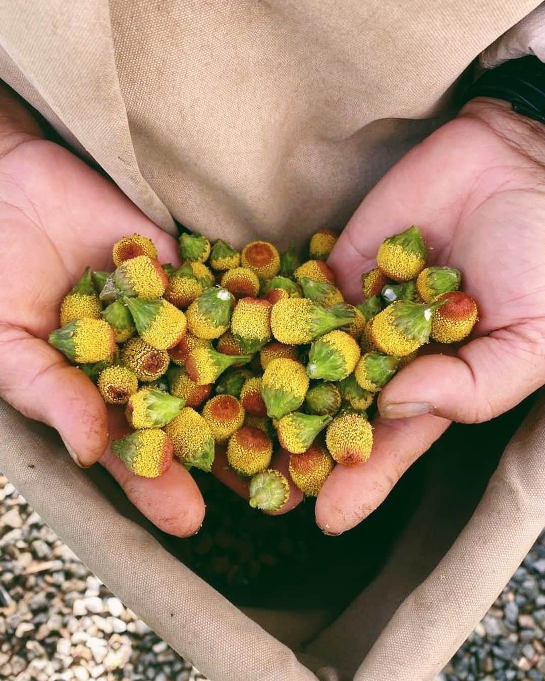 のインスタグラム：「目玉のようにも見えるこの花は 「スピランティス」   葉や花に辛味を持つ刺激的なハーブで、 可憐な小花ながらもパワーを秘めた植物です。   かじるとスピラントールと呼ばれる 辛味成分が出て唾液を刺激し、 口を麻痺させる事から 「歯痛用の花」とも呼ばれています。   ジュリークの農園でも かじるのは勇気のあるスタッフか、 新しく入ったスタッフだけだそう👀   創業者が南米からスピランティスの種を 自社農園に持ち込んで以来、 一度も種を絶やさずに育てられています🌱  #jurlique #organic #naturalskincare  #biodynamicskincare #wellbeing #selfcare #holisticbeauty #australia #adelaide #ジュリーク #ジュリークのある暮らし #バイオダイナミック無農薬有機農法 #スピランティス」