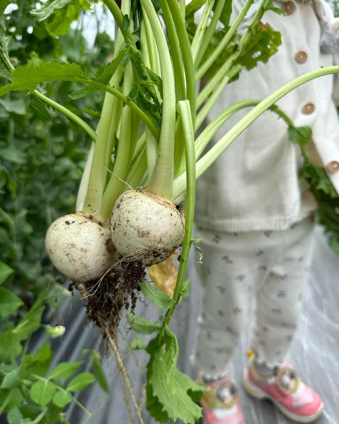 篠田麻里子さんのインスタグラム写真 - (篠田麻里子Instagram)「野菜収穫🥬しに油山へ♡ @aburayama_fukuoka  4月にリニューアルして気になってたので早速🫡 キャンプ場🏕もあってキャンプ行きたい欲が🥹  畑から野菜を収穫してピザ作り🍕 は格別です🤤  #もーもーらんど #油山#aburayamafukuoka」5月4日 17時42分 - shinodamariko3