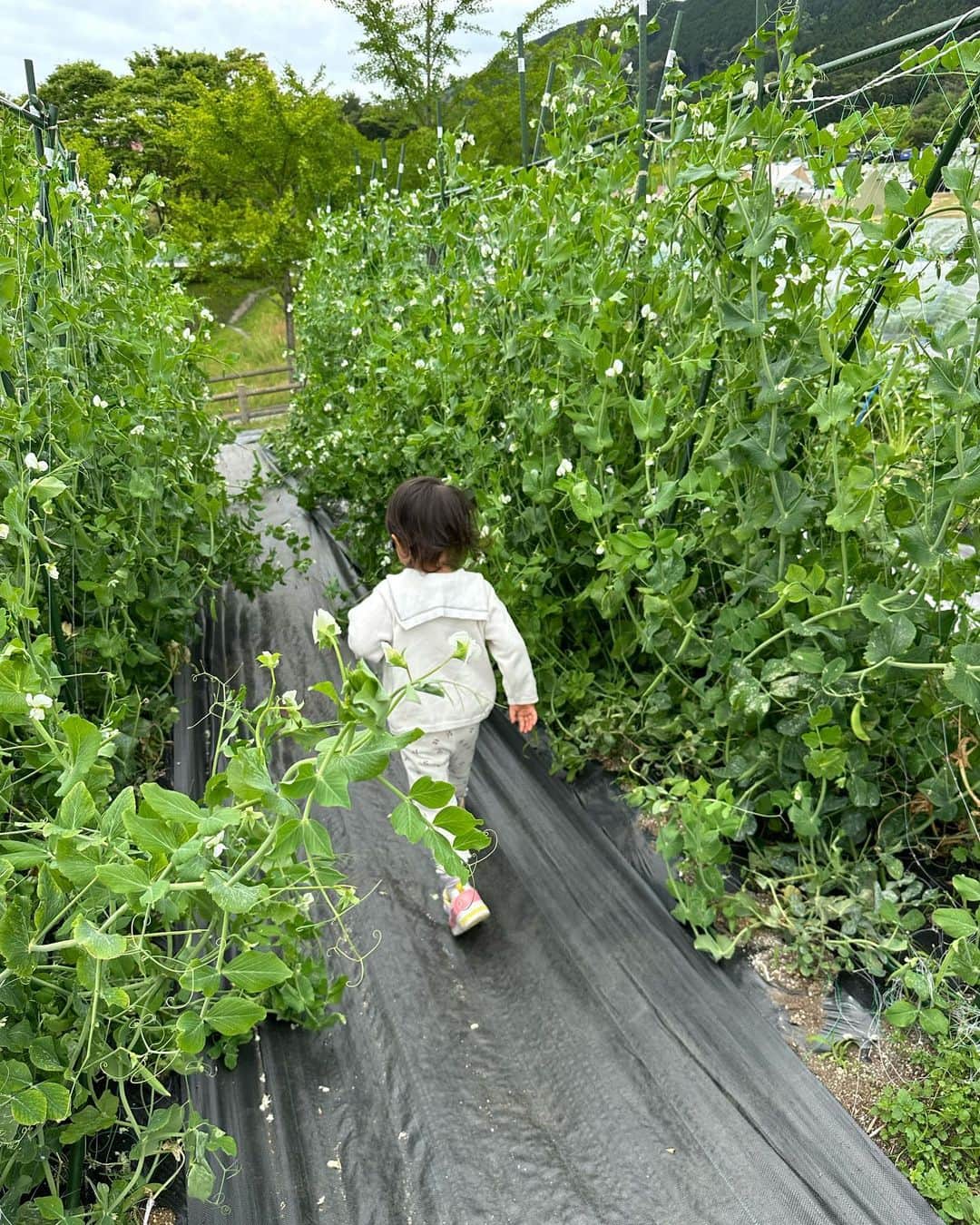 篠田麻里子さんのインスタグラム写真 - (篠田麻里子Instagram)「野菜収穫🥬しに油山へ♡ @aburayama_fukuoka  4月にリニューアルして気になってたので早速🫡 キャンプ場🏕もあってキャンプ行きたい欲が🥹  畑から野菜を収穫してピザ作り🍕 は格別です🤤  #もーもーらんど #油山#aburayamafukuoka」5月4日 17時42分 - shinodamariko3