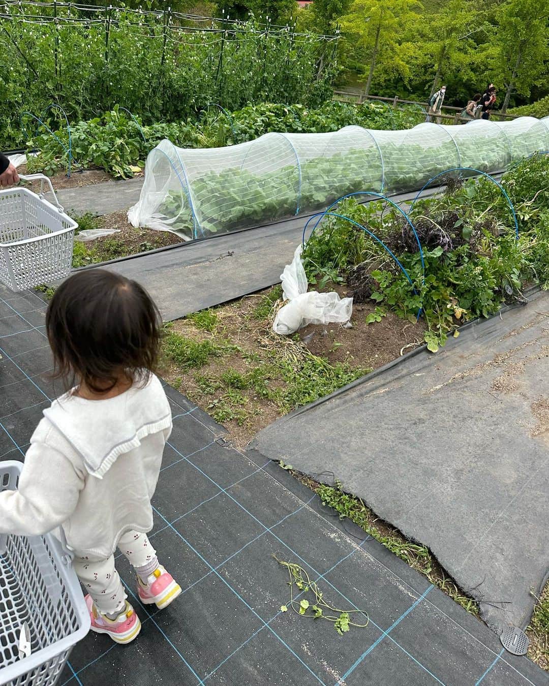 篠田麻里子さんのインスタグラム写真 - (篠田麻里子Instagram)「野菜収穫🥬しに油山へ♡ @aburayama_fukuoka  4月にリニューアルして気になってたので早速🫡 キャンプ場🏕もあってキャンプ行きたい欲が🥹  畑から野菜を収穫してピザ作り🍕 は格別です🤤  #もーもーらんど #油山#aburayamafukuoka」5月4日 17時42分 - shinodamariko3