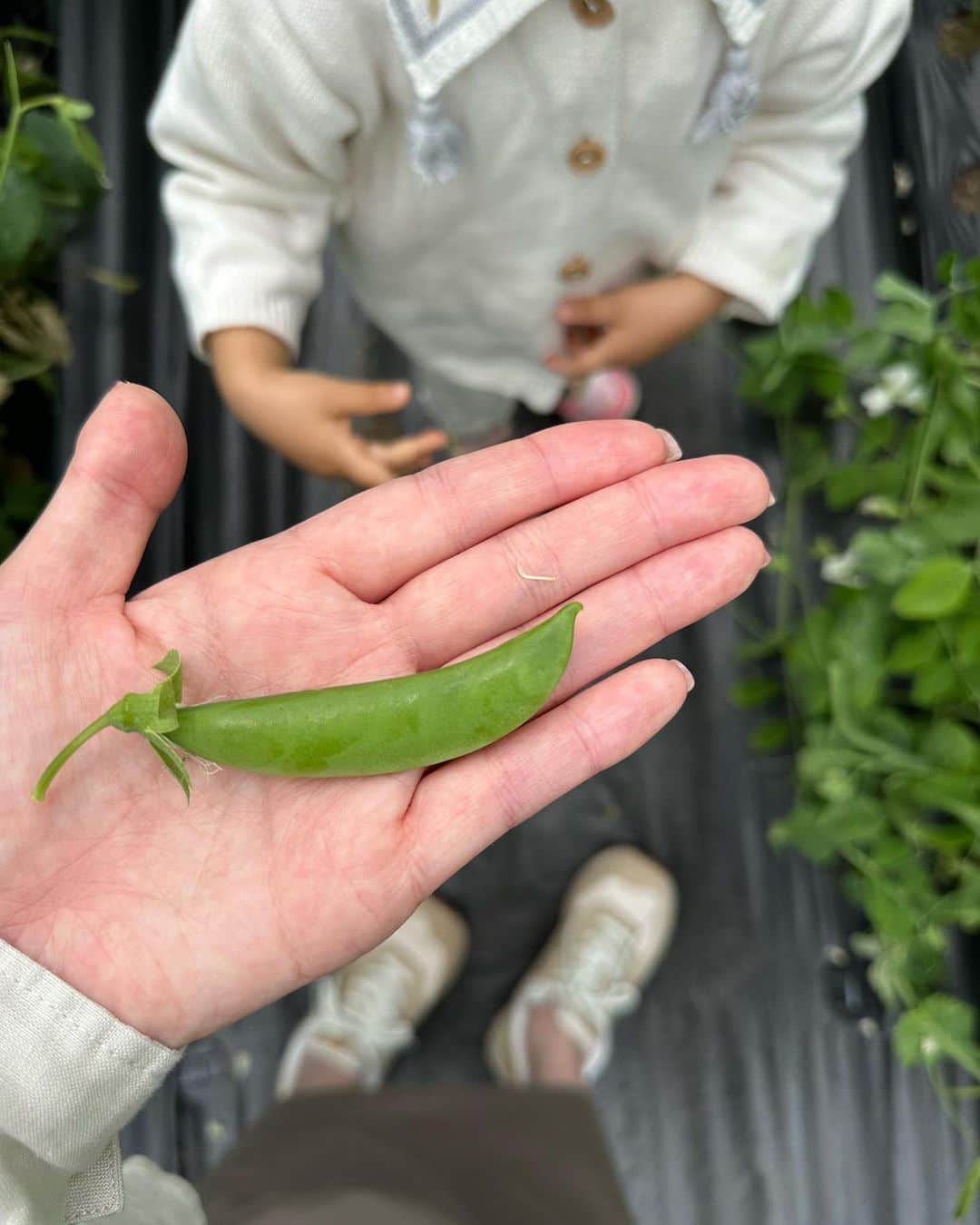 篠田麻里子さんのインスタグラム写真 - (篠田麻里子Instagram)「野菜収穫🥬しに油山へ♡ @aburayama_fukuoka  4月にリニューアルして気になってたので早速🫡 キャンプ場🏕もあってキャンプ行きたい欲が🥹  畑から野菜を収穫してピザ作り🍕 は格別です🤤  #もーもーらんど #油山#aburayamafukuoka」5月4日 17時42分 - shinodamariko3