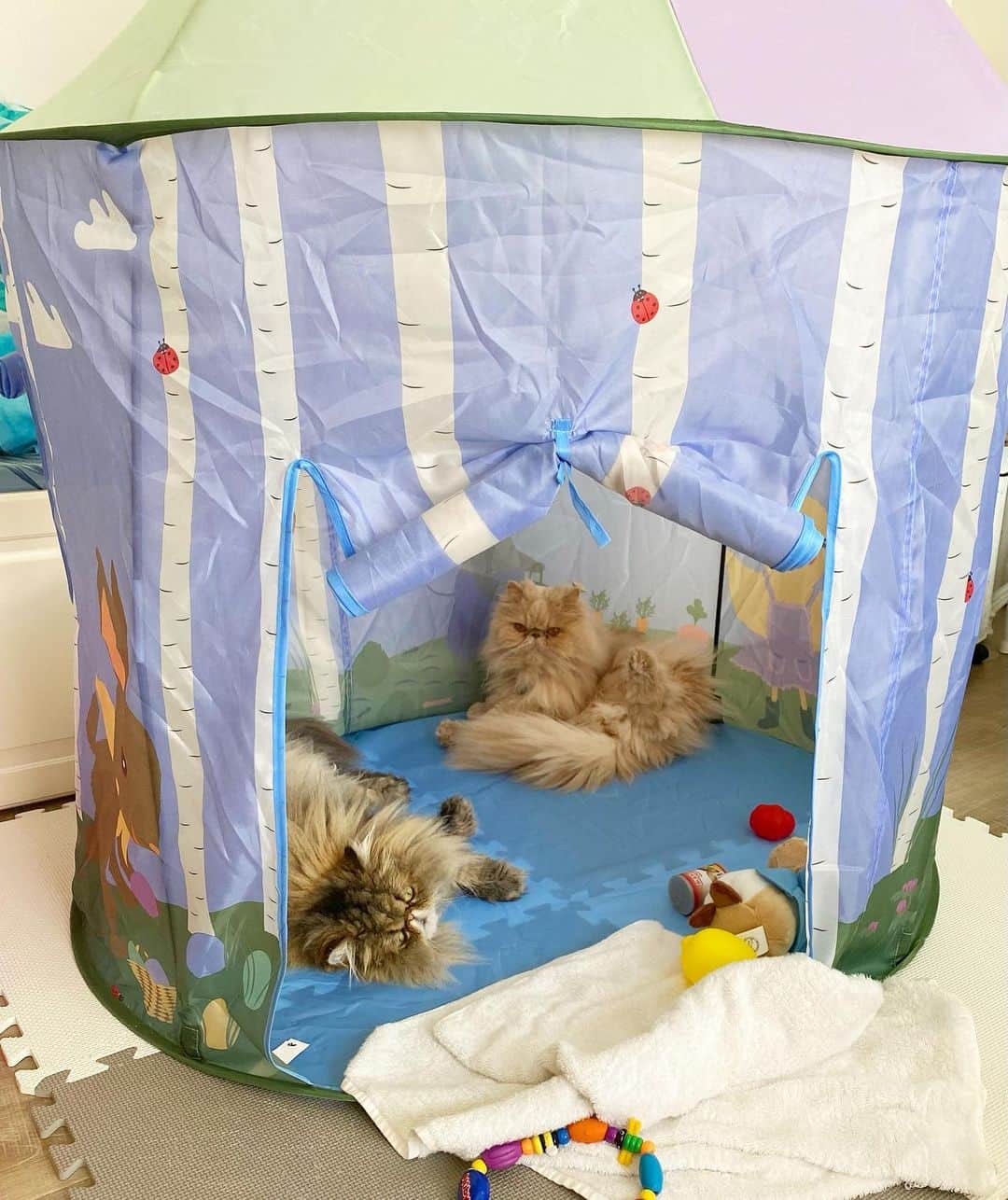 ミッシュさんのインスタグラム写真 - (ミッシュInstagram)「キャンプ⛺️ごっこ中😺  #ミッシュ #mau #人間の子供用玩具  #gwで遊びに来た #孫のおもちゃで遊ぶ猫  #キャンプごっこ #人の家でくつろぐ  #エキゾとペルシャ #猫のいる生活」5月4日 17時37分 - misch1207s