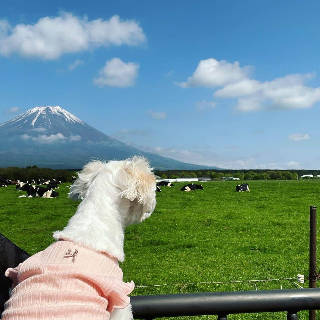 玉井らんさんのインスタグラム写真 - (玉井らんInstagram)「山梨県富士五湖周辺に遊びに来ました⛰️🐮 . . 最高！空気美味しい！ ５枚目のちゃこさん、お散歩中のわんちゃん全員に向かって行っちゃうので、お父さんに捕獲されました。 . . #fuji #mtfuji #富士山 #富士五湖 #山梨県 #牧場 #🐮 #⛰️ #犬とお出かけ #犬と旅行」5月4日 18時11分 - ran_tamai