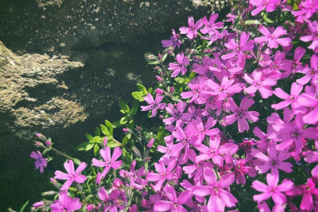 内田 菜々さんのインスタグラム写真 - (内田 菜々Instagram)「* * ⬜️⬜️⬜️⬜⬜️  📷 ⸝⋆  I took a picture of Japanese Shiba Cherry blossom.  시바 벚꽃을 찍었습니다.  ………………………………………⭐︎  ＼ お し ら せ 🎈 ／  ◎ToyLateLie10周年記念 第14回本公演  ／ #劇作家の話 #トイレ10周年 #ToyLateLie ＼  ✔︎6/7(水)~6/11(日) ✔︎中目黒キンケロ・シアター  ◎チケット発売中‼︎  詳細はTwitterチェックお願いします。  ……⭐︎  ◎ He/Meetsオリジナルドラマ 『ぼくのかぞく。』(全13話) 監督･脚本 萩原成哉  ✔︎4/5(水)〜放送スタート TOKYO MX/BS日テレ Tver他各配信サービスにて。 出演回はちょっとあとの回です♪ 詳細はTwitterチェックお願いします。  ……⭐︎  ◎ToyLateLieの月1ツイキャス 『トイキャス』  第43回 ✔︎日時：5月末予定  ◎トイレ新聞発行決定  ✔︎毎月10日 a.m.10:10 トイレTwitterにて発行中。 0424号外発行 次号0510予定🗞📮  ………………………………………………………⭐︎  #may #memories #followme #likeme #f4f #l4l #사진 #5월  #芝桜 #mosspink #필름카메라 #filmcamera  #film #camera #ななぐらむにっき  ⬜️⬜️⬜️⬜️⬜️ * *」5月4日 18時16分 - chocobanaaana