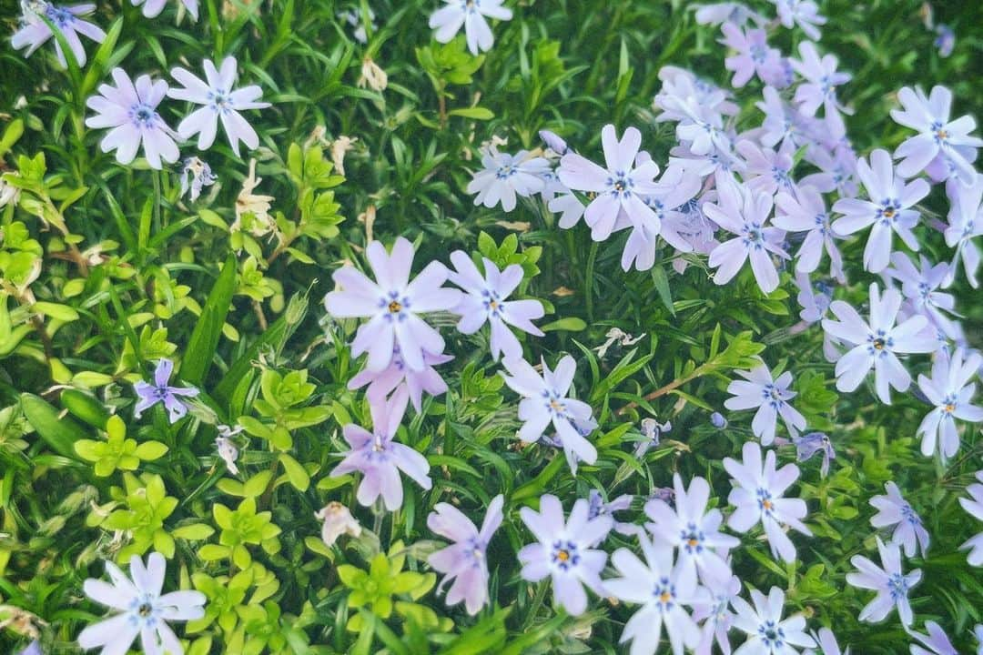 内田 菜々さんのインスタグラム写真 - (内田 菜々Instagram)「* * ⬜️⬜️⬜️⬜⬜️  📷 ⸝⋆  I took a picture of Japanese Shiba Cherry blossom.  시바 벚꽃을 찍었습니다.  ………………………………………⭐︎  ＼ お し ら せ 🎈 ／  ◎ToyLateLie10周年記念 第14回本公演  ／ #劇作家の話 #トイレ10周年 #ToyLateLie ＼  ✔︎6/7(水)~6/11(日) ✔︎中目黒キンケロ・シアター  ◎チケット発売中‼︎  詳細はTwitterチェックお願いします。  ……⭐︎  ◎ He/Meetsオリジナルドラマ 『ぼくのかぞく。』(全13話) 監督･脚本 萩原成哉  ✔︎4/5(水)〜放送スタート TOKYO MX/BS日テレ Tver他各配信サービスにて。 出演回はちょっとあとの回です♪ 詳細はTwitterチェックお願いします。  ……⭐︎  ◎ToyLateLieの月1ツイキャス 『トイキャス』  第43回 ✔︎日時：5月末予定  ◎トイレ新聞発行決定  ✔︎毎月10日 a.m.10:10 トイレTwitterにて発行中。 0424号外発行 次号0510予定🗞📮  ………………………………………………………⭐︎  #may #memories #followme #likeme #f4f #l4l #사진 #5월  #芝桜 #mosspink #필름카메라 #filmcamera  #film #camera #ななぐらむにっき  ⬜️⬜️⬜️⬜️⬜️ * *」5月4日 18時16分 - chocobanaaana