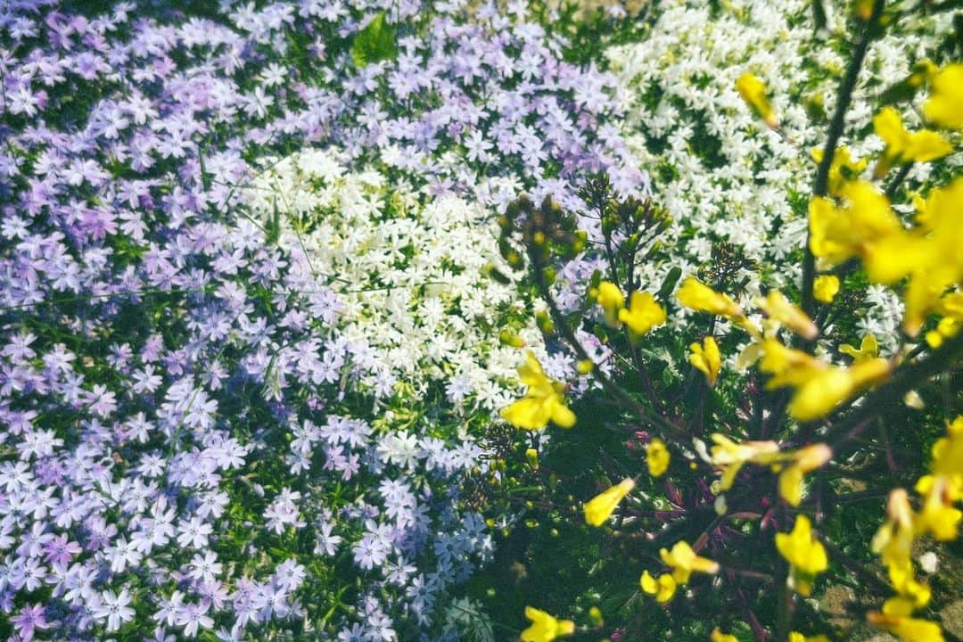 内田 菜々さんのインスタグラム写真 - (内田 菜々Instagram)「* * ⬜️⬜️⬜️⬜⬜️  📷 ⸝⋆  I took a picture of Japanese Shiba Cherry blossom.  시바 벚꽃을 찍었습니다.  ………………………………………⭐︎  ＼ お し ら せ 🎈 ／  ◎ToyLateLie10周年記念 第14回本公演  ／ #劇作家の話 #トイレ10周年 #ToyLateLie ＼  ✔︎6/7(水)~6/11(日) ✔︎中目黒キンケロ・シアター  ◎チケット発売中‼︎  詳細はTwitterチェックお願いします。  ……⭐︎  ◎ He/Meetsオリジナルドラマ 『ぼくのかぞく。』(全13話) 監督･脚本 萩原成哉  ✔︎4/5(水)〜放送スタート TOKYO MX/BS日テレ Tver他各配信サービスにて。 出演回はちょっとあとの回です♪ 詳細はTwitterチェックお願いします。  ……⭐︎  ◎ToyLateLieの月1ツイキャス 『トイキャス』  第43回 ✔︎日時：5月末予定  ◎トイレ新聞発行決定  ✔︎毎月10日 a.m.10:10 トイレTwitterにて発行中。 0424号外発行 次号0510予定🗞📮  ………………………………………………………⭐︎  #may #memories #followme #likeme #f4f #l4l #사진 #5월  #芝桜 #mosspink #필름카메라 #filmcamera  #film #camera #ななぐらむにっき  ⬜️⬜️⬜️⬜️⬜️ * *」5月4日 18時16分 - chocobanaaana