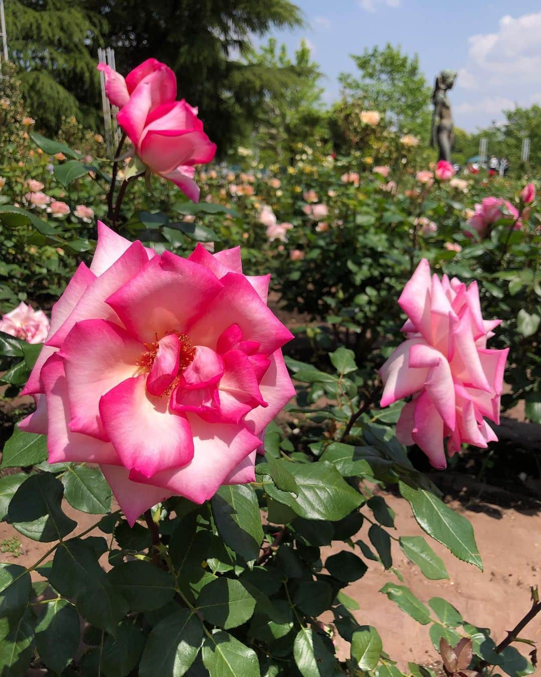 望木聡子さんのインスタグラム写真 - (望木聡子Instagram)「#鶴舞公園 の #バラ 🌹 大好きなお茶屋さんの #田楽 もぱくり😋  たまたま通りがかって聞けた #名古屋大学ブルーグラスサークル の皆さんの演奏が 素晴らしかったです👏  #GW #ゴールデンウィーク #名古屋 #薔薇 #ばら #春 #花 #flowers #メーテレ #メーロメロアンバサダー #アナウンサー #望木聡子」5月4日 18時40分 - satoko_mochiki