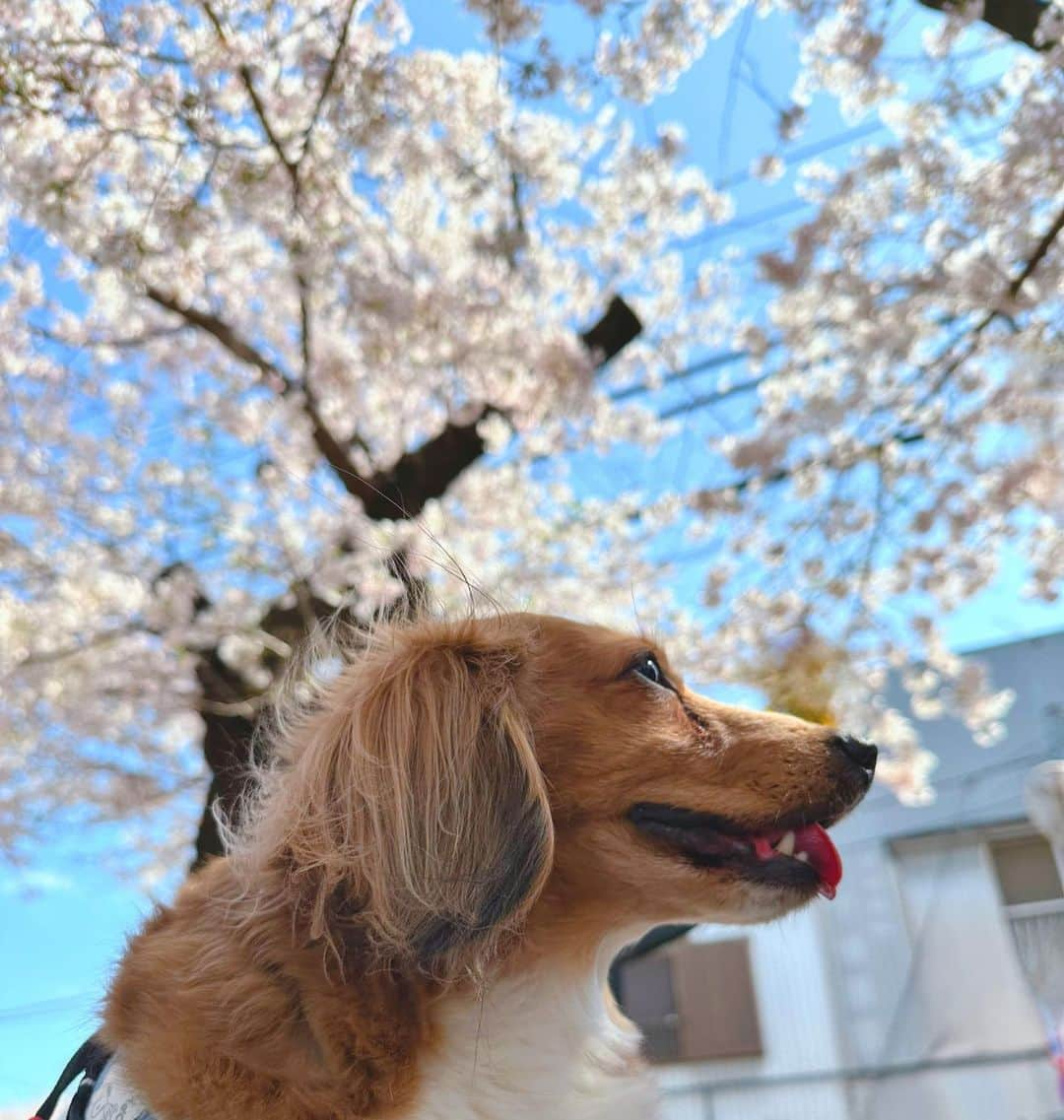 井坂仁美のインスタグラム：「🤍  私の王子は青空と桜が似合う🌸  #チワックス」