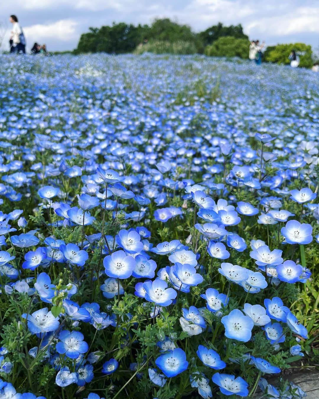 八木麻紗子さんのインスタグラム写真 - (八木麻紗子Instagram)「. ゴールデンウィーク後半はのんびり過ごしています。  都内の公園や植物園を散策。 サンドウィッチ、急いで作ったけど足りなかった…😅  たくさん深呼吸しておきました🌿  #GW #gwの過ごし方 #公園でピクニック #ネモフィラ #子どもたちは今年初かき氷 #ボルトも気持ち良さそう」5月4日 18時52分 - yagi_masako