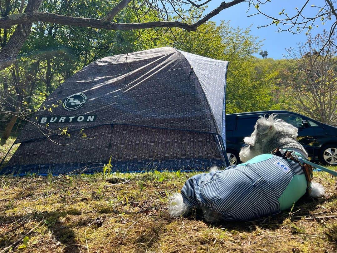 今井胡桃のインスタグラム：「キャンプ日和🏕💚  #burtonjapan #camping  #キャンプ #ミニチュアシュナウザー」