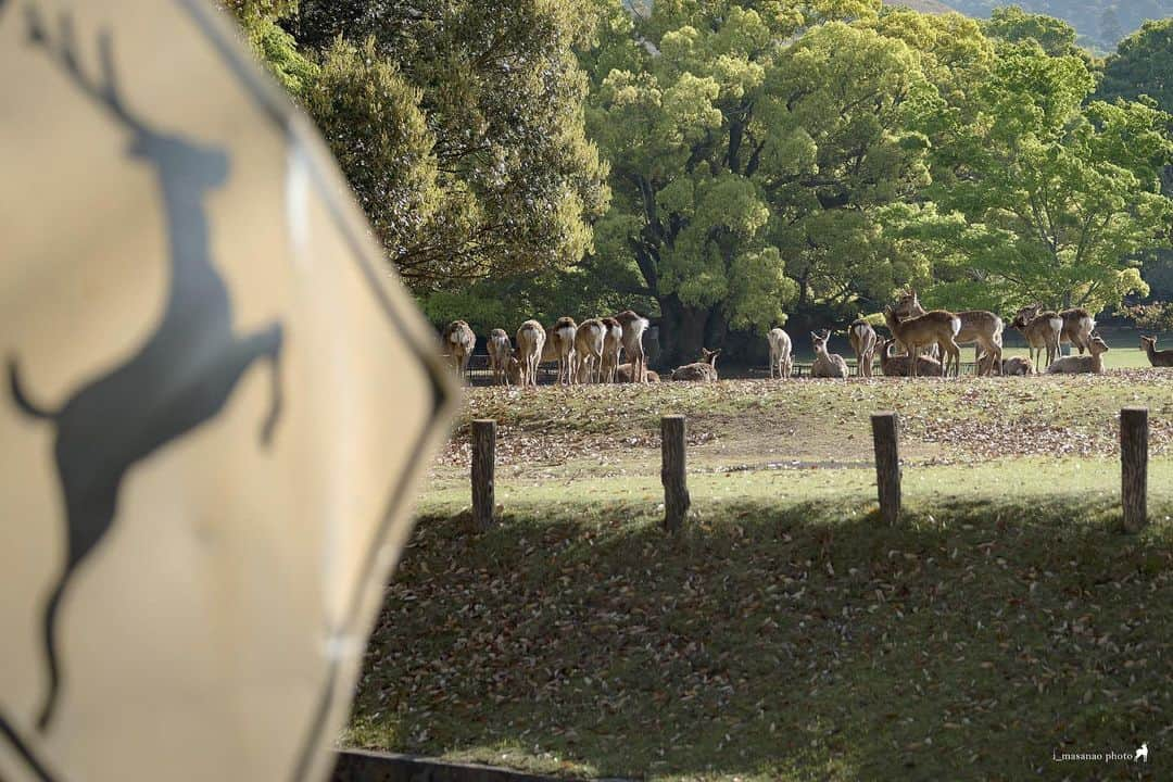 иαяα & куσтσ νιятυαℓ ωσяѕhιρのインスタグラム：「. 溜まり場🦌 Deer in Narapark. .  ＝＝＝＝＝＝＝＝＝＝＝＝＝＝＝＝＝＝＝＝＝  Location：Nara Park「Nara Japan」 Gear：SONY α7Ⅲ Lens：Canon EF70-200mm f4l  Please share and follow my page. @i_masanao  ＝＝＝＝＝＝＝＝＝＝＝＝＝＝＝＝＝＝＝＝＝  #鹿 #奈良公園 #奈良公園🦌 #奈良の鹿 #奈良公園の鹿 #鹿活 #deer #narapark #naradeerpark #naratrip #narajapan #奈良の風景 #奈良県景観資産 #わたしは奈良派」