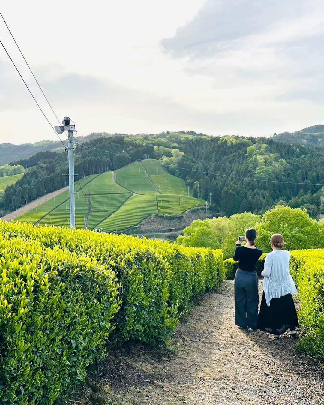 月船さららさんのインスタグラム写真 - (月船さららInstagram)「また急遽滋賀に帰っております。 美しい茶畑に感動しました。  #茶畑 #お茶  #近江の茶 #朝宮茶  #故郷の風景 #茶のみやぐら」5月4日 19時18分 - sarara_tsukifune