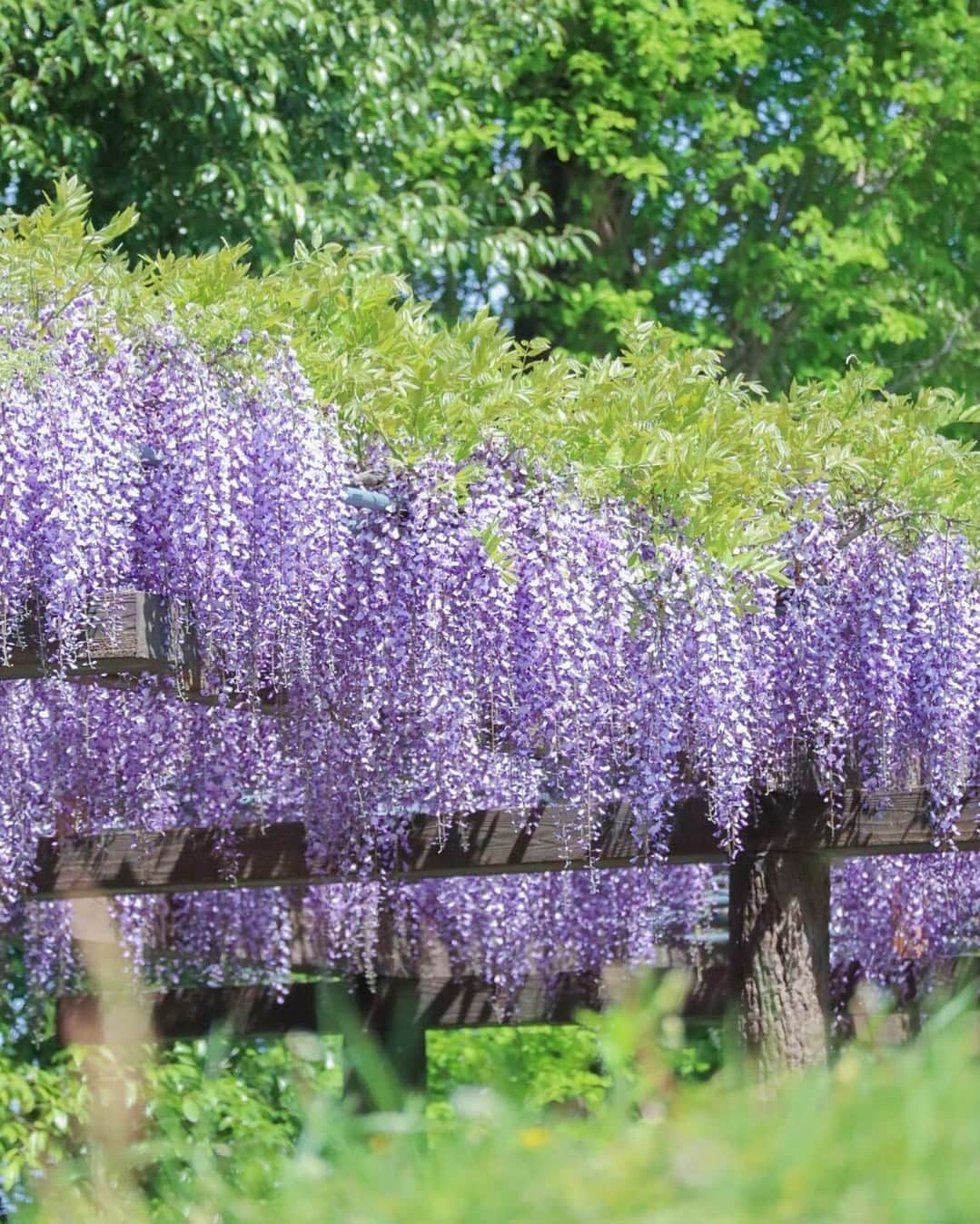 花の写真館のインスタグラム：「Photo by @n_camera16. https://instagram.com/n_camera16/ . Original Post[投稿いただいたURL] https://www.instagram.com/p/CrfxsXLvDkO/ . 本アカウントは、 #私の花の写真 をつけてInstagramに投稿された皆さまの花の写真や、「花の写真館」Facebookページで投稿された花の写真を紹介します。 「花の写真館」Facebookページは、「 @floral.photograph 」のプロフィールにあるURLからご覧ください。 . ※各種法令、マナー、関係者の指示に従った撮影をお願いします。 *Please ensure that your photography adheres to all relevant laws, etiquette, and instructions issued by authorized persons. ※本アカウントは東京カメラ部がFacebook、Instagramのサービスを利用して運営しているもので、Meta社・Instagramとは一切関係ありません。 . #花の写真館 #floralphotograph #floralphoto #flower #flowers Follow: @floral.photograph」
