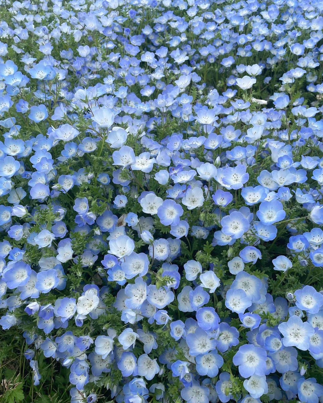 足立沙織さんのインスタグラム写真 - (足立沙織Instagram)「. ネモフィラを見に💠 天気も良くてより一層綺麗だった☺️  GWは毎年行ってる気がする🫧  . #海の中道海浜公園#ネモフィラ#ネモフィラ畑#ネモフィラブルー#ネモフィラ祭り#海の中道#gw旅行#福岡#福岡観光#福岡旅行#좋아요반사̆̈#좋아요꾹#데일리룩코디」5月4日 19時42分 - sao_ri_17