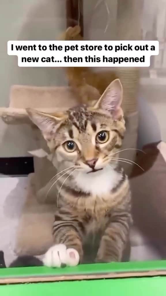 Cute Pets Dogs Catsのインスタグラム