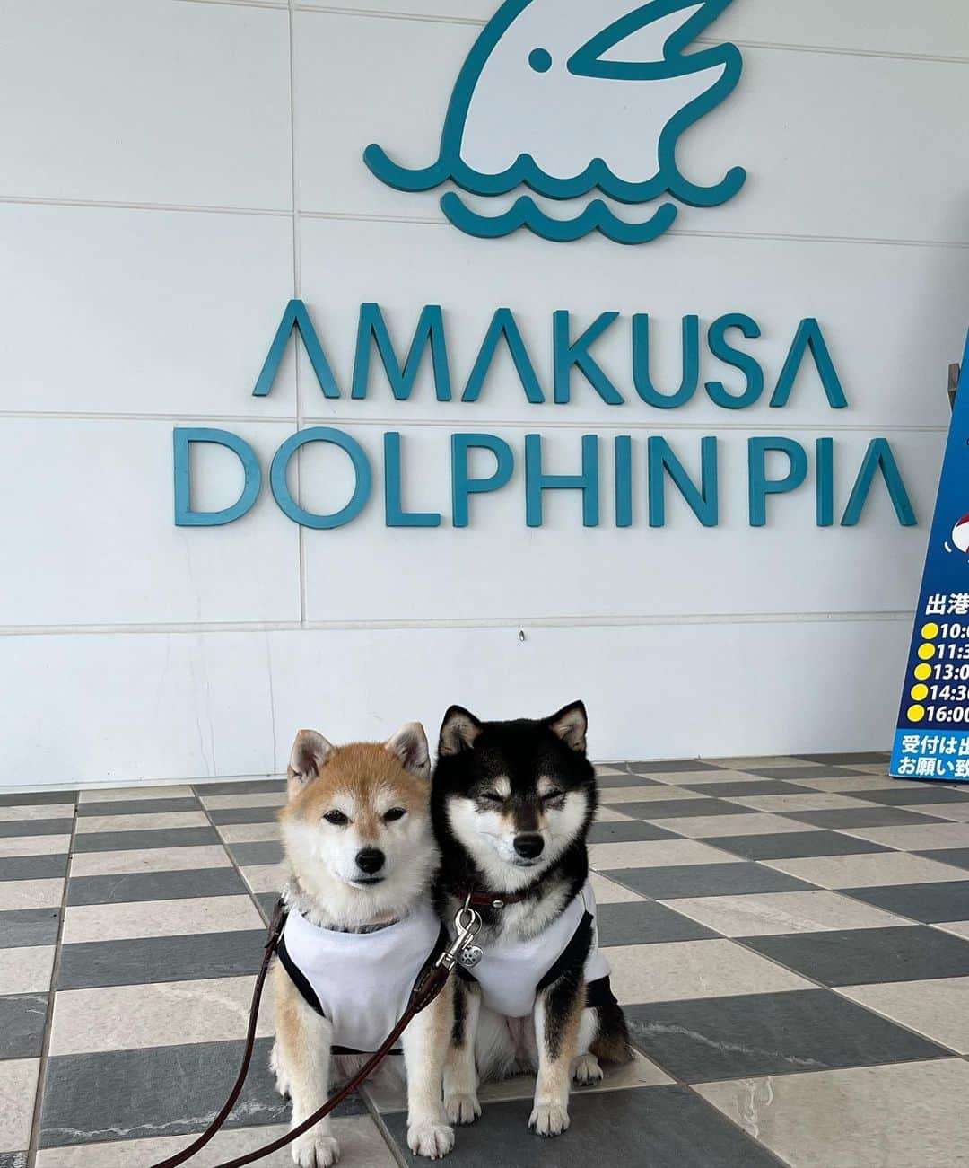 豆柴なつ&ふゆのインスタグラム