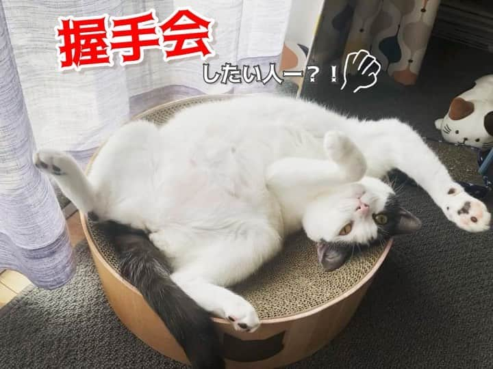 猫壱（ねこいち•ネコイチ）のインスタグラム