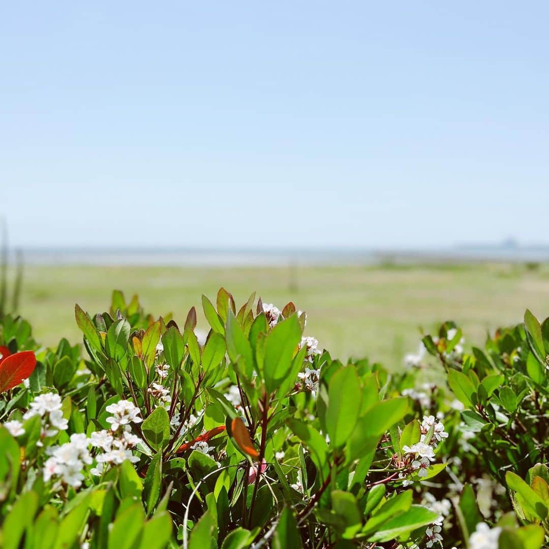 西山美希子さんのインスタグラム写真 - (西山美希子Instagram)「潮干狩りに行ってきました✨食べきれないくらいのアサリをただいま砂抜き中です。みなさま、楽しいゴールデンウィークをお過ごしください！」5月4日 20時30分 - mariaclove