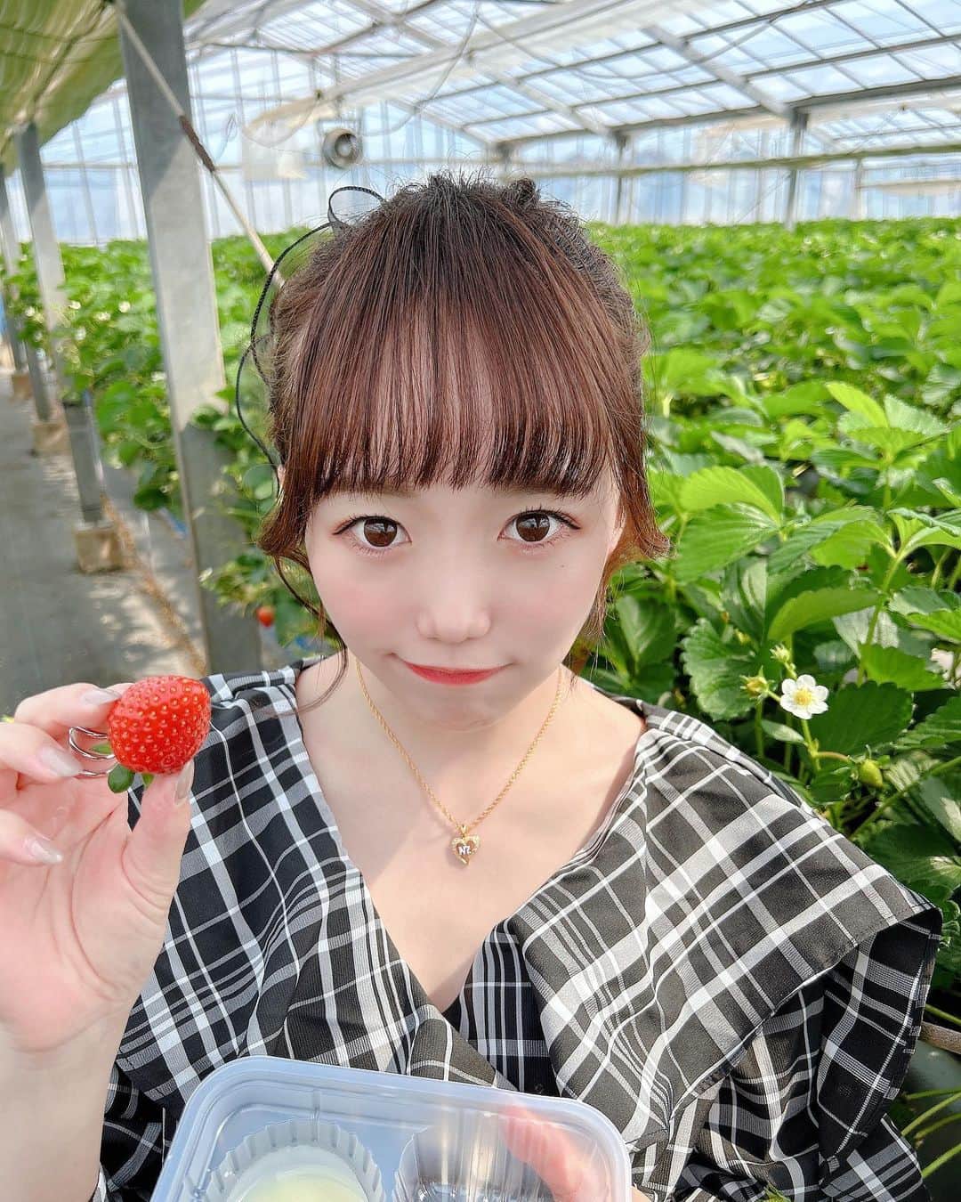 小日向夏実のインスタグラム：「🍓🫶  今期3回目そして同じ農園さんでのいちご狩り！！来年また食べまくろ🥹  #いちご狩り #いちご #フルーツ #snidel #春コーデ #ポニーテール #ヘアアレンジ #japanesegirl #followｍe #いいね歓迎」