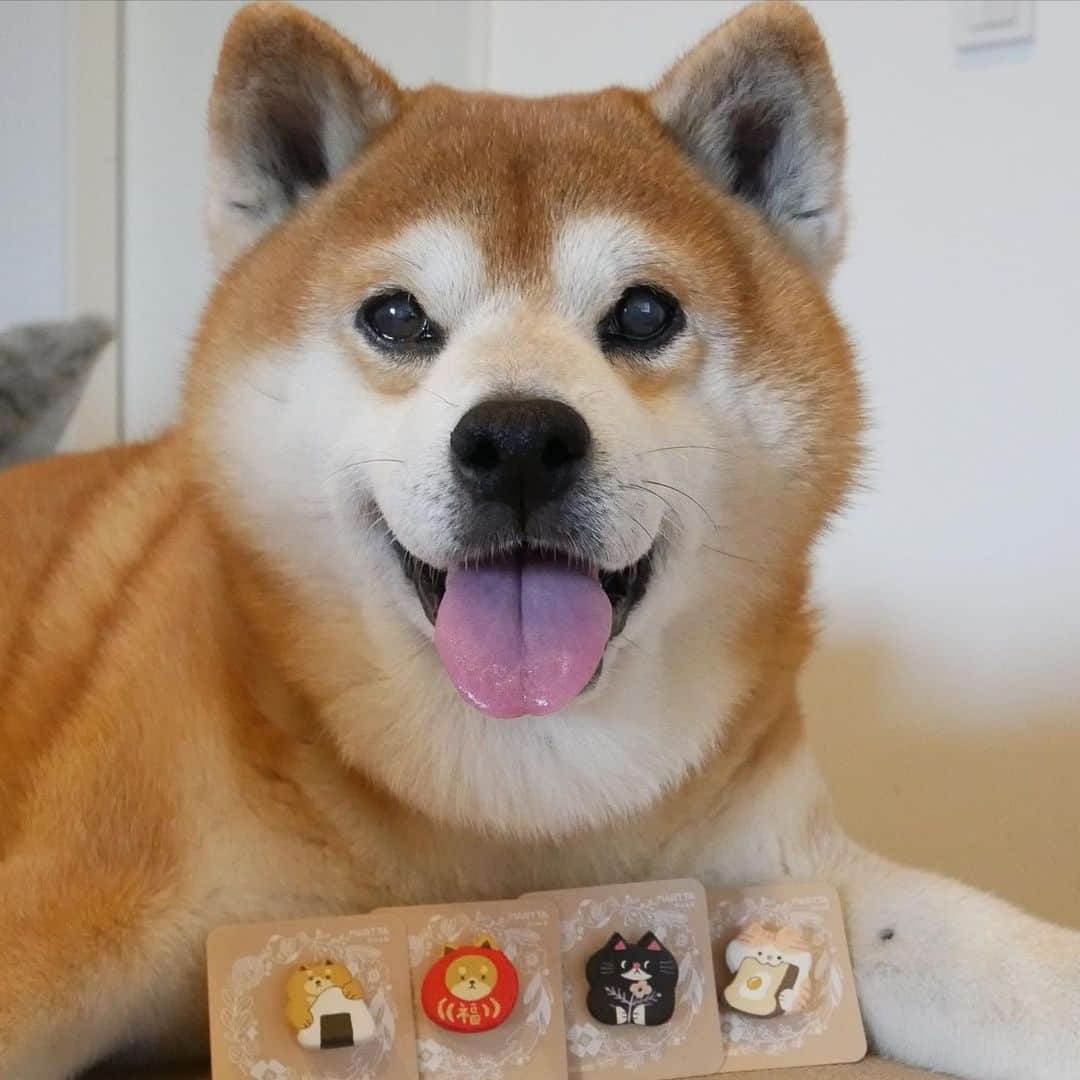 shibainu berryのインスタグラム