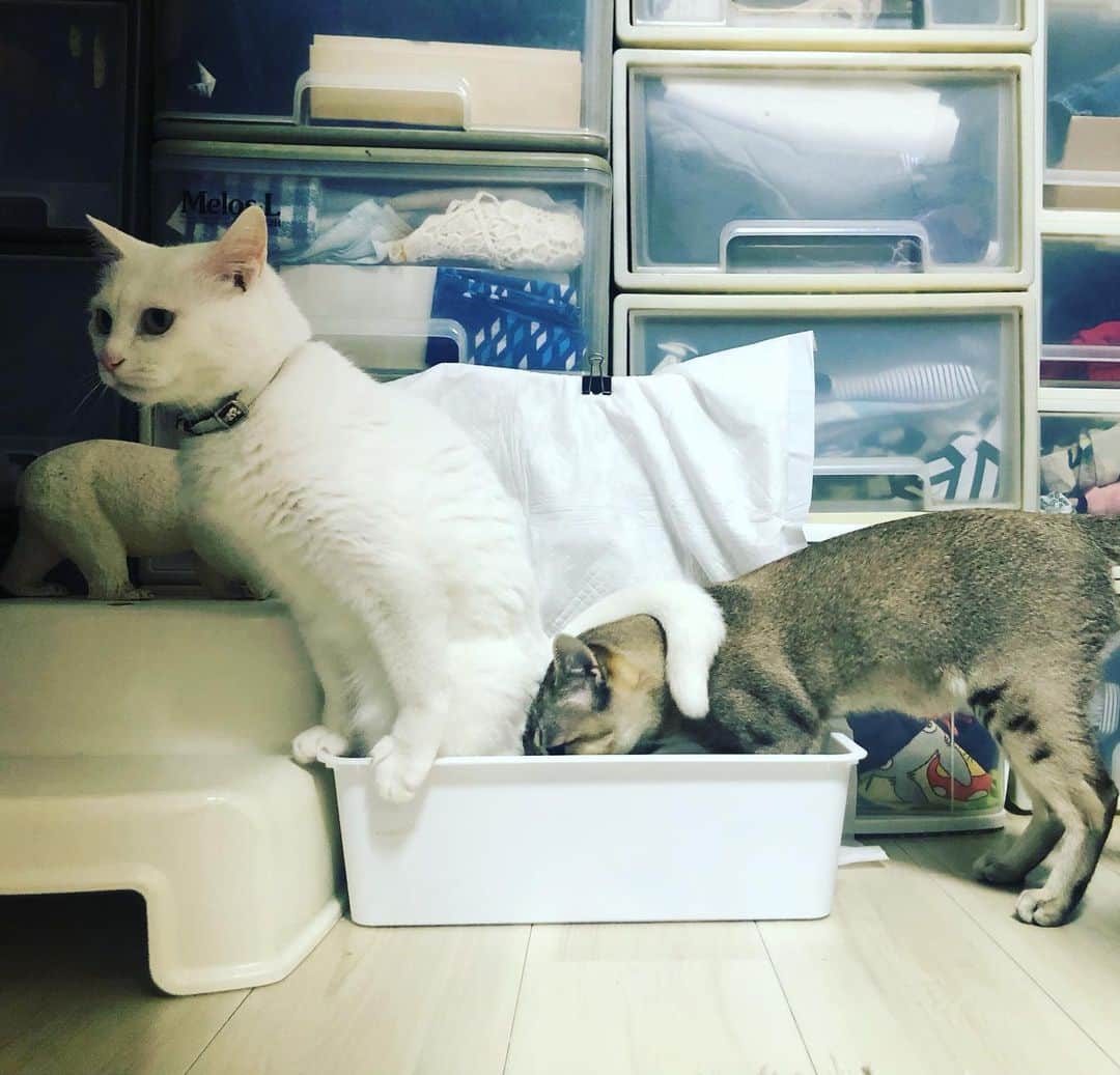 水谷さるころのインスタグラム：「おファルにゃんがおしっこすると、チェル太が砂をカキカキする。なんで…。　#おファルにゃん　#おチェルにゃん」