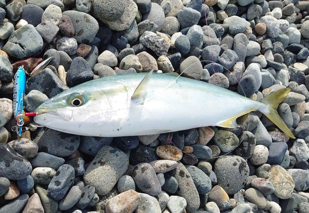 関陽樹のインスタグラム：「今年も出会えました。 初青物、初イナダ。 岸からだいぶ遠くでヒットしたので、釣り上げるまで引き味を長く堪能できました! 魚体は釣りたてが一番美しい。　 7枚目はこのイナダの照り焼き。 フワフワの食感でした。  #ルアーフィッシング  #ショアジギング #海釣り #イナダ  #日本海  #ゴールデンウィーク  #青物  #至福の時間  #解放感 #ラッキー  #幸運 #初青物  #美しい」