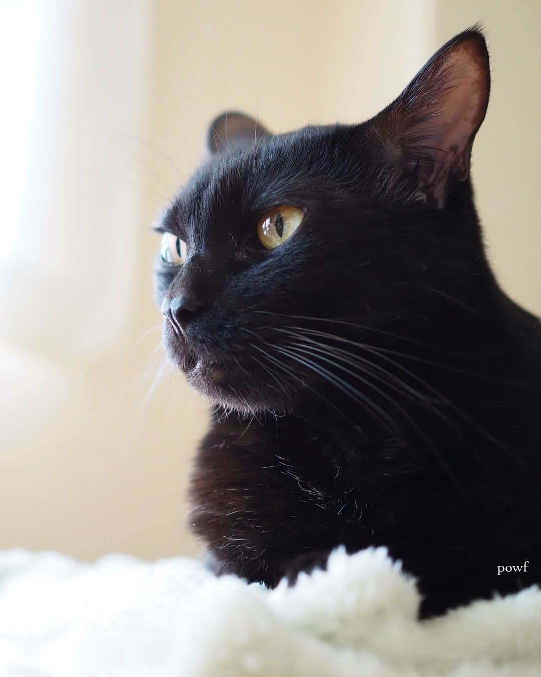 anemone_69のインスタグラム：「🐈‍⬛ . #ハカセとキョウジュ #blackcat #黒猫 #cat #猫 #保護猫 . . .」