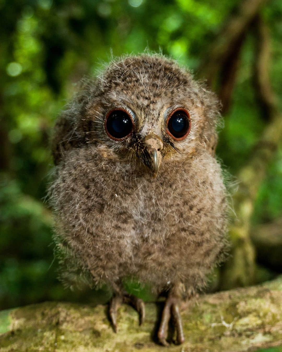 アニマルプラネットさんのインスタグラム写真 - (アニマルプラネットInstagram)「A young collared scops #owl 🦉  #Wildlife #WildlifePhotography #Animals #Adorable」5月4日 22時00分 - animalplanet