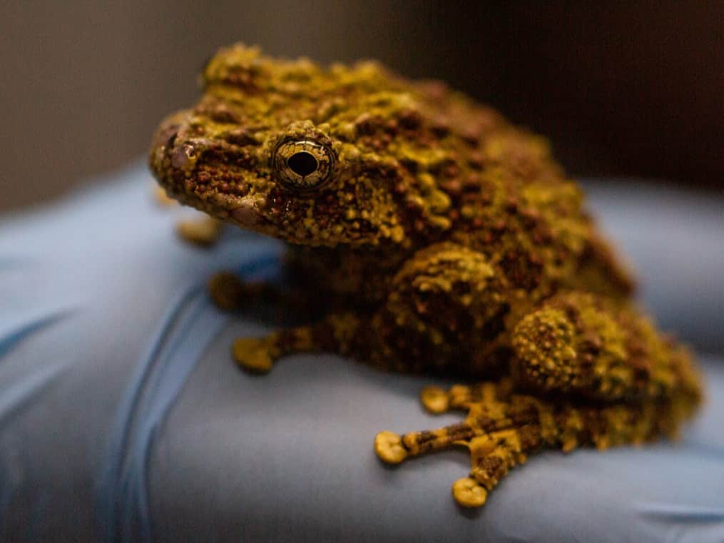 スミソニアン国立動物園さんのインスタグラム写真 - (スミソニアン国立動物園Instagram)「🐸🦎🌊 On Sunday, May 7, from 10 a.m. to 2 p.m. celebrate #AmphibianWeek at the Reptile Discovery Center! Watch a Japanese giant salamander feeding, meet a Vietnamese mossy frog and see if you can spot the unbe-leaf-able lemur leaf frog. 🎟️VISIT: https://s.si.edu/3Fb8rTy. (Link in bio.) . . .  Photo: A Vietnamese mossy frog rests in a keeper's hand.」5月4日 22時02分 - smithsonianzoo