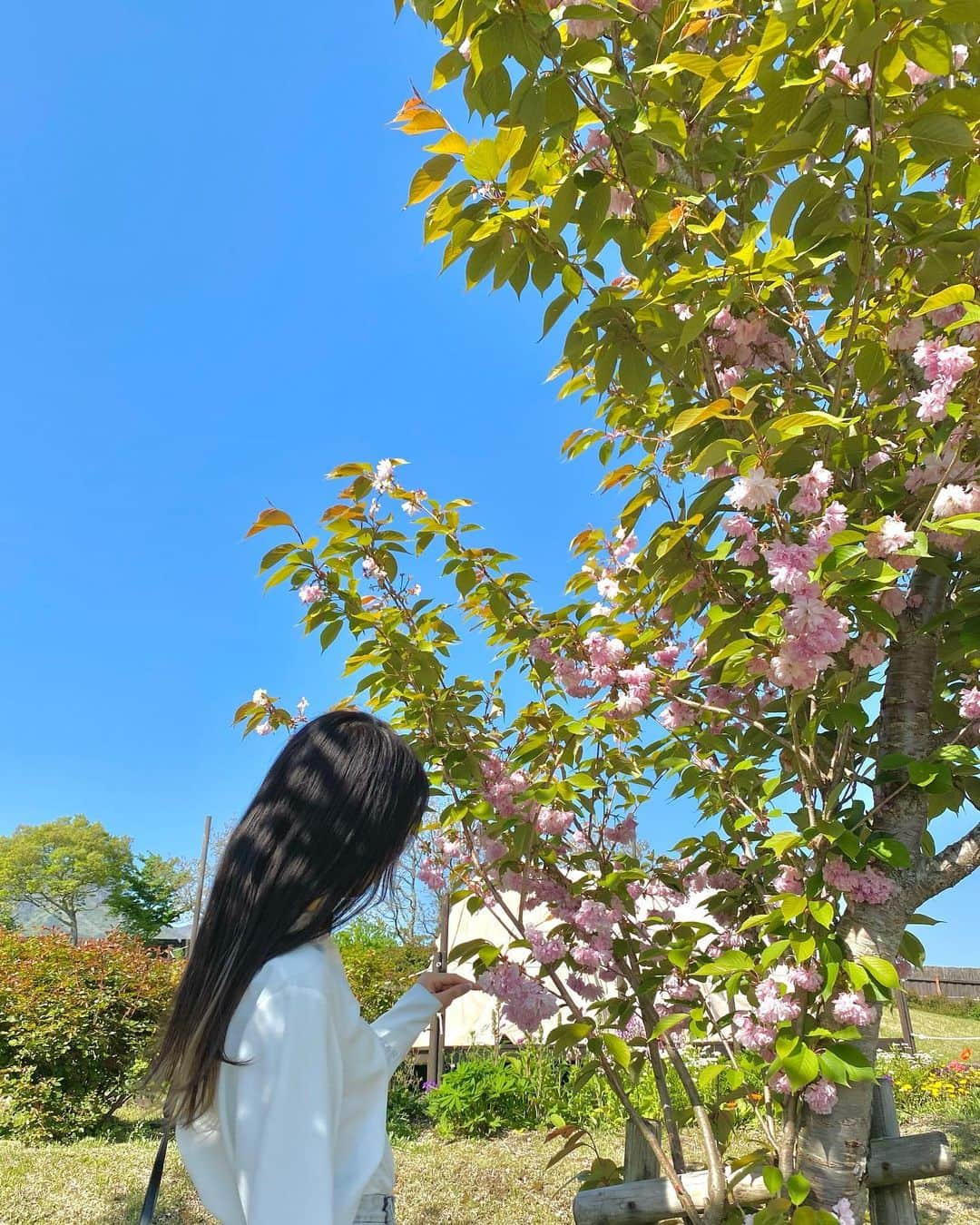 端田三奈未のインスタグラム：「🚗▶︎▷▷🌸🌷🏵️ 綺麗だね〜道草。  • #くじゅう花公園 #くじゅう #くじゅうの良さを広め隊 #阿蘇くじゅう国立公園 #gw帰省 #花と緑のある暮らし」