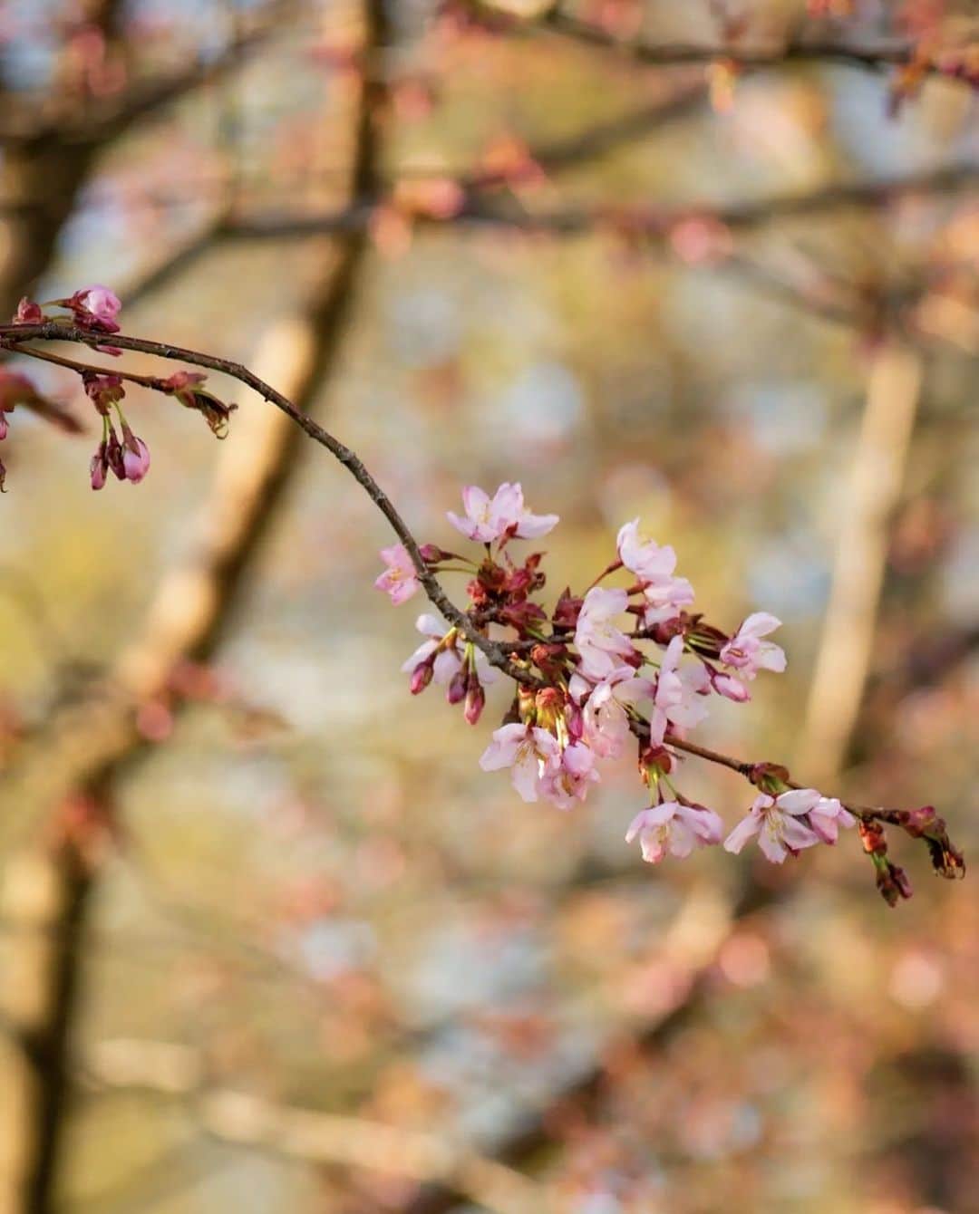フィンランド政府観光局さんのインスタグラム写真 - (フィンランド政府観光局Instagram)「🌸🌸🌸フィンランド南部にも桜の季節がやってきました。写真は古都トゥルクの桜です。きれいですよね～。 . 📸 @kamerarepussa Kiitos! 🙏��  #visitfinland #ourfinland #visitfinlandjp #finland #北欧旅行 #travelgram #フィンランド #フィンランド政府観光局 #北欧 #travel�#instatravel #travel #travelgram #travelling #traveler #旅したくなるフォト #旅行 #旅 #海外旅行 #travelphotography #桜 #sakura #visitturku #トゥルク #旅行大好き #旅行好き #旅スタグラム #旅好き #ヨーロッパ旅行 #旅に出たい #トラベル」5月4日 22時20分 - visitfinlandjapan