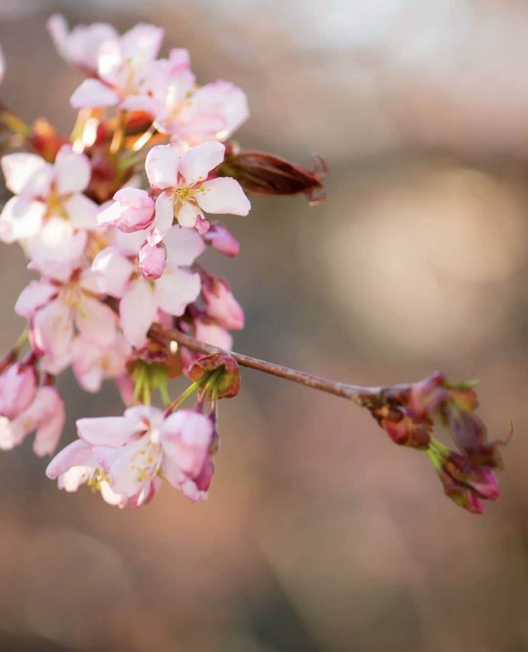 フィンランド政府観光局さんのインスタグラム写真 - (フィンランド政府観光局Instagram)「🌸🌸🌸フィンランド南部にも桜の季節がやってきました。写真は古都トゥルクの桜です。きれいですよね～。 . 📸 @kamerarepussa Kiitos! 🙏��  #visitfinland #ourfinland #visitfinlandjp #finland #北欧旅行 #travelgram #フィンランド #フィンランド政府観光局 #北欧 #travel�#instatravel #travel #travelgram #travelling #traveler #旅したくなるフォト #旅行 #旅 #海外旅行 #travelphotography #桜 #sakura #visitturku #トゥルク #旅行大好き #旅行好き #旅スタグラム #旅好き #ヨーロッパ旅行 #旅に出たい #トラベル」5月4日 22時20分 - visitfinlandjapan