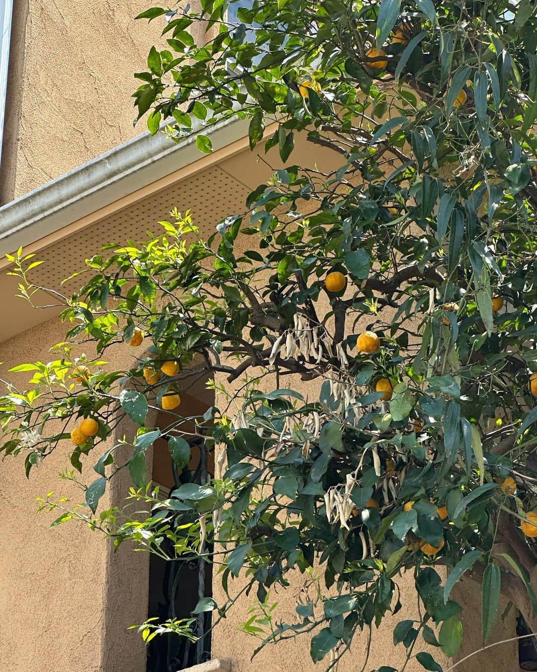 のインスタグラム：「Orange color🍊」