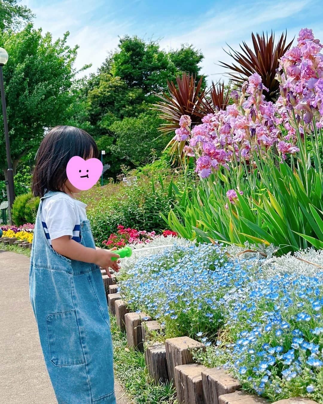 大山加奈さんのインスタグラム写真 - (大山加奈Instagram)「. こいのぼりを観たあとは 芝公園でピクニック🍀 . きれいなお花がたくさん咲いていたし 東京タワーは目の前にドーンと立っているし ロケーション最高‼︎‼︎‼︎ . わんこも一緒に入れるのが 本当にありがたい🥹‼︎‼︎‼︎‼︎ . . #双子#twins #ツインズ#双胎#双子出産 #双子育児 #ddtwins #dd双胎#多胎育児#だいず #だいず🐕💓 #豆柴 #豆柴部  #柴犬 #しばいぬ  #犬のいる暮らし#🐶 #🐕#いぬすたぐらむ #ワンスタグラム #しばすたぐらむ #犬と子供 #柴犬と子供 #子どもとおでかけ #犬と子供のいる暮らし #犬とおでかけ」5月4日 22時45分 - kanaoyama0619