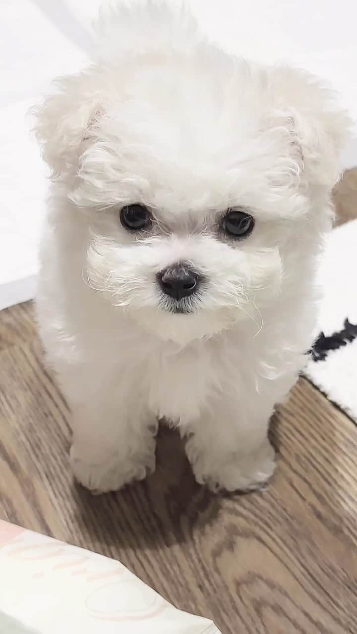 クララのインスタグラム：「🎀 Bella 🎀」