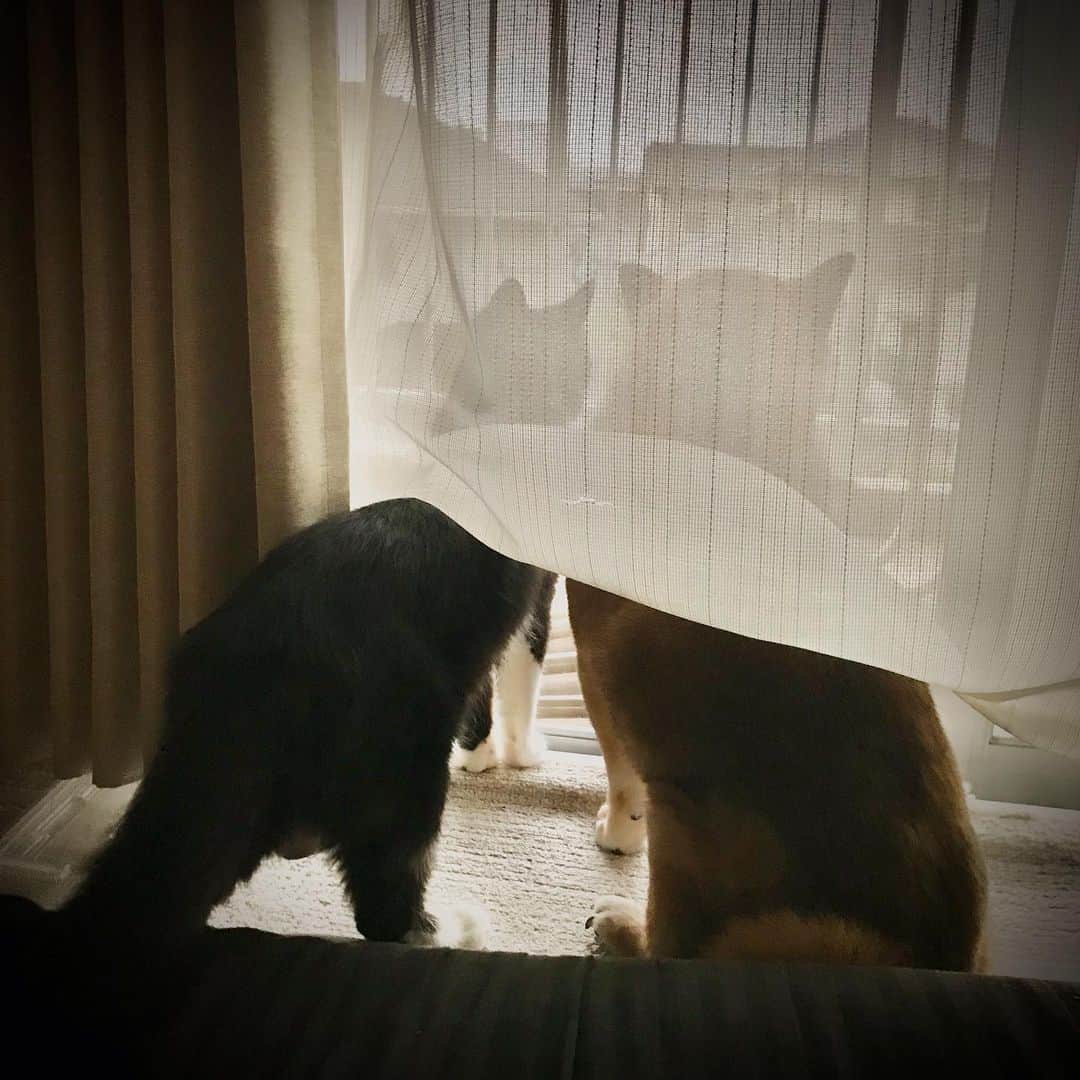 柴犬はなこ Shibainu Hanakoのインスタグラム：「２つの背中🐕🐈💕 #shiba #dog #shibainu #柴犬 #犬 #cat #保護猫 #里親募集中」