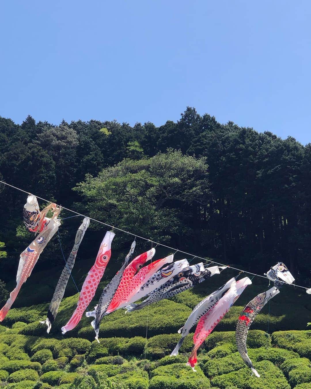 大和田獏さんのインスタグラム写真 - (大和田獏Instagram)「#ばくさんぽ 今日は5月5日の子供の日‼️ 新緑と五月晴れの中、鯉のぼりが気持ち良さそうに泳いでいます。 青葉からの木洩れ日が気持ちいい一日です‼️」5月5日 10時40分 - bakuowada