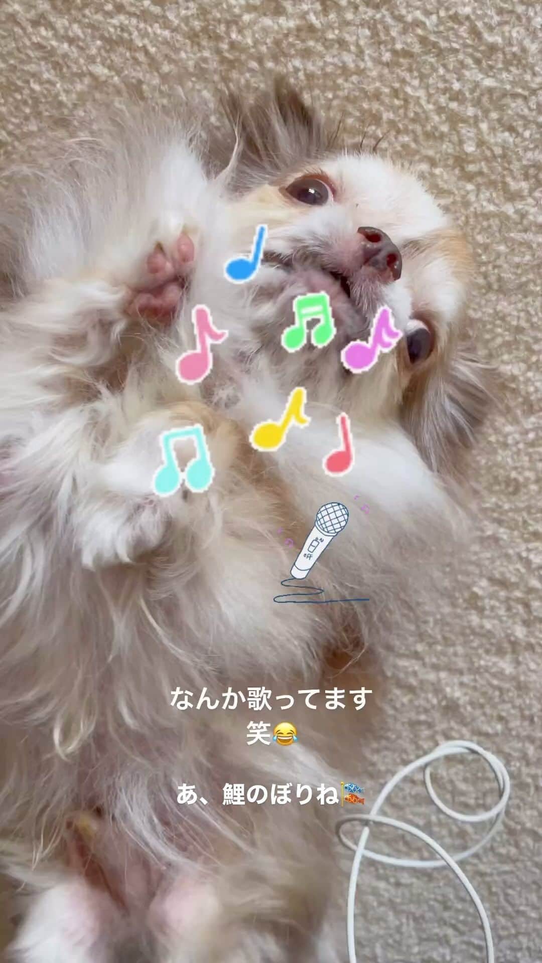 kayoのインスタグラム：「* * 今日は こどもの日🎏 * らいちん なんか歌ってると思ったら🎤🎶 鯉のぼりだったのね🤣 * Lychee🎏 * #こどもの日 #鯉のぼり #チワワ #chihuahua #歌ってみた * * *」
