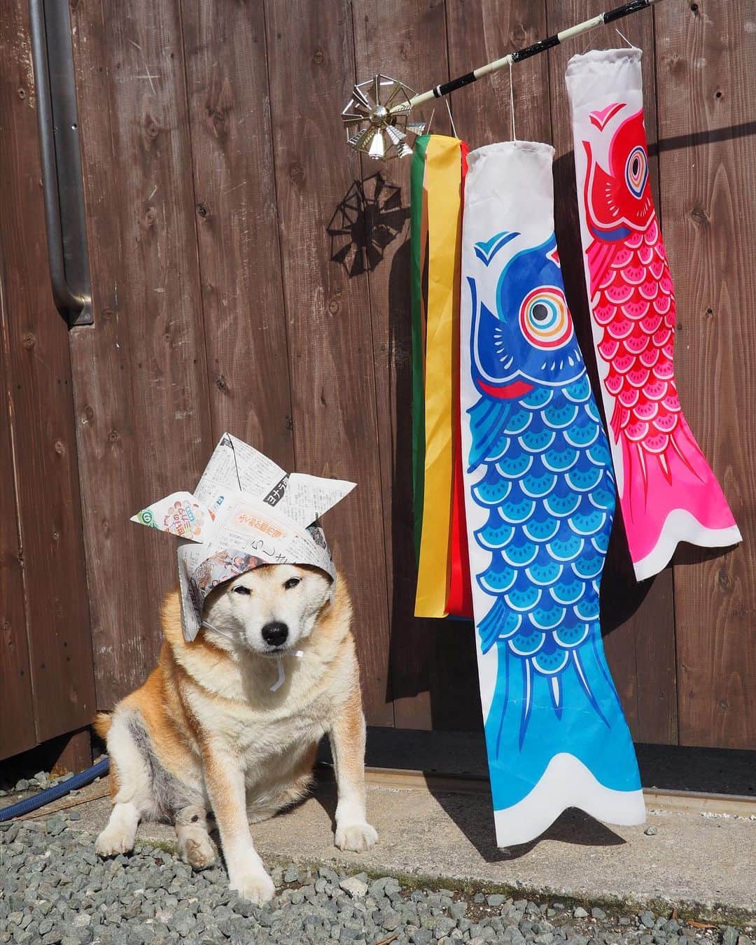 柴犬 たろのインスタグラム：「こどもの日🎏 おっさんこどものタロさん🐻🧡 今年はなんか、ほっかむりした兜になってしまった🪇  カブトを見るとなぜかお座りしてモデルになるよ🎠  被り物嫌いじゃないみたい🌝  オヤツがもらえると思ってるのかな？🍭  今年も無事にこどもの日が迎えられて良かった💕  ☁︎ #たろ兜 #柴犬 #shibainu  #だいぶ老けたね  #自慢のωも無くなった」