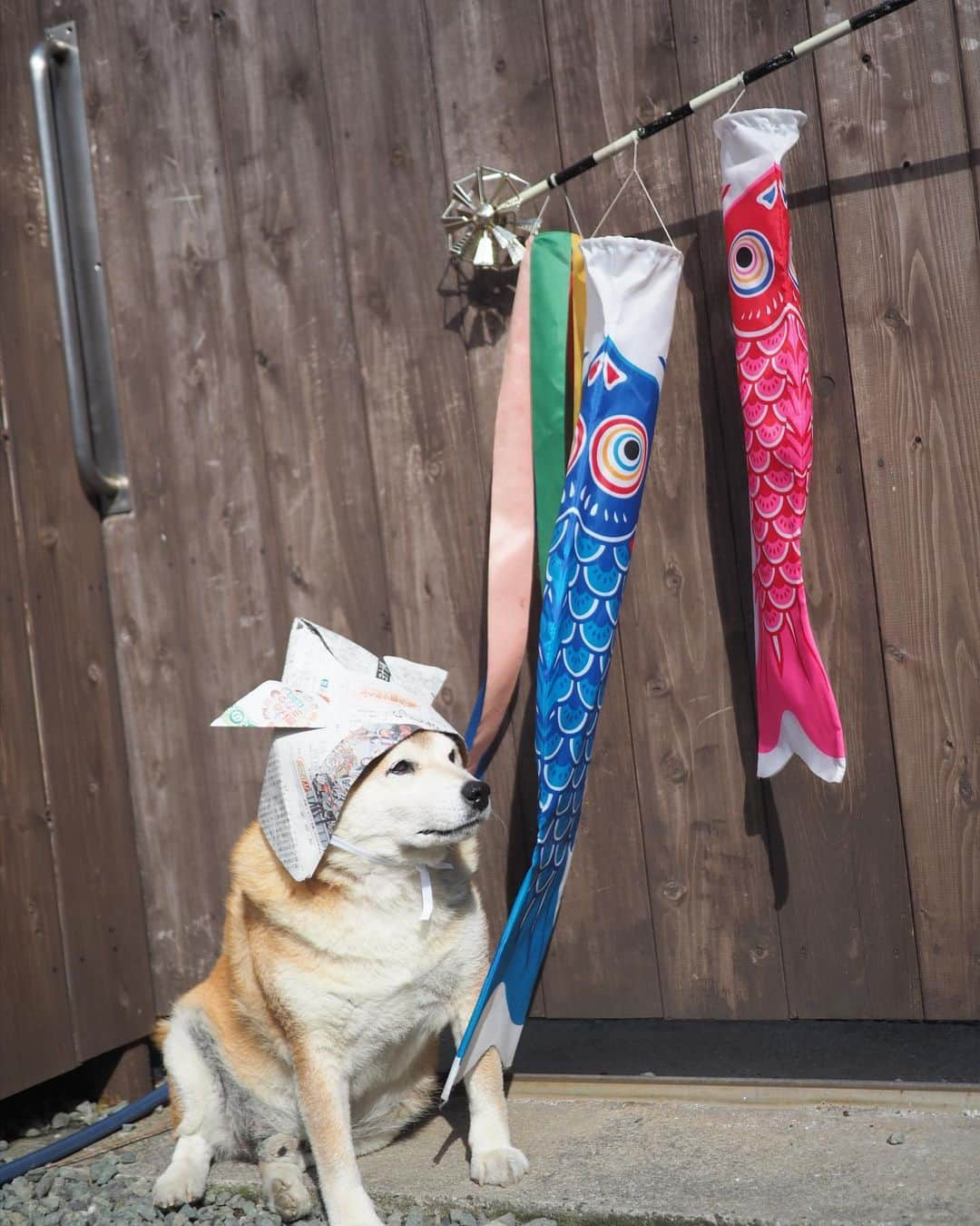 柴犬 たろさんのインスタグラム写真 - (柴犬 たろInstagram)「こどもの日🎏 おっさんこどものタロさん🐻🧡 今年はなんか、ほっかむりした兜になってしまった🪇  カブトを見るとなぜかお座りしてモデルになるよ🎠  被り物嫌いじゃないみたい🌝  オヤツがもらえると思ってるのかな？🍭  今年も無事にこどもの日が迎えられて良かった💕  ☁︎ #たろ兜 #柴犬 #shibainu  #だいぶ老けたね  #自慢のωも無くなった」5月5日 9時49分 - tarochantarochan