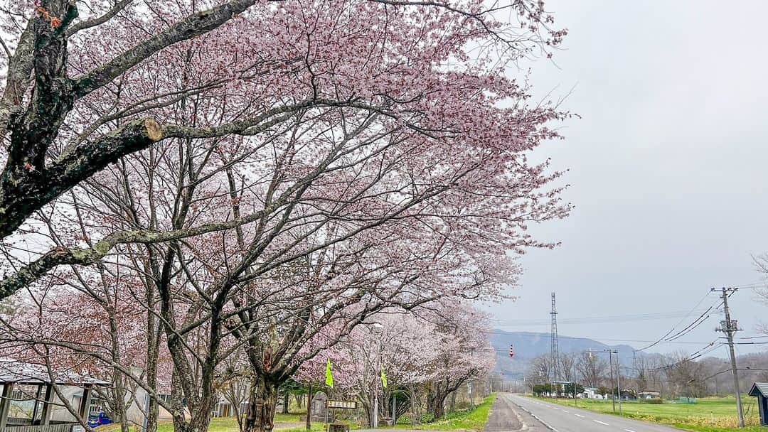あかん遊久の里 鶴雅さんのインスタグラム写真 - (あかん遊久の里 鶴雅Instagram)「釧路方面からお越しのお客様へ。 国道240号線沿いにある、上徹別公民館の樹齢100年のエゾヤマザクラが満開になっています。 北海道は春の訪れが遅い分、花の彩りが一段と嬉しくもあります。 お時間に余裕のある方は鶴居村経由していただくと、桜をもっと楽しめますよ。」5月5日 10時00分 - tsuruga_akan