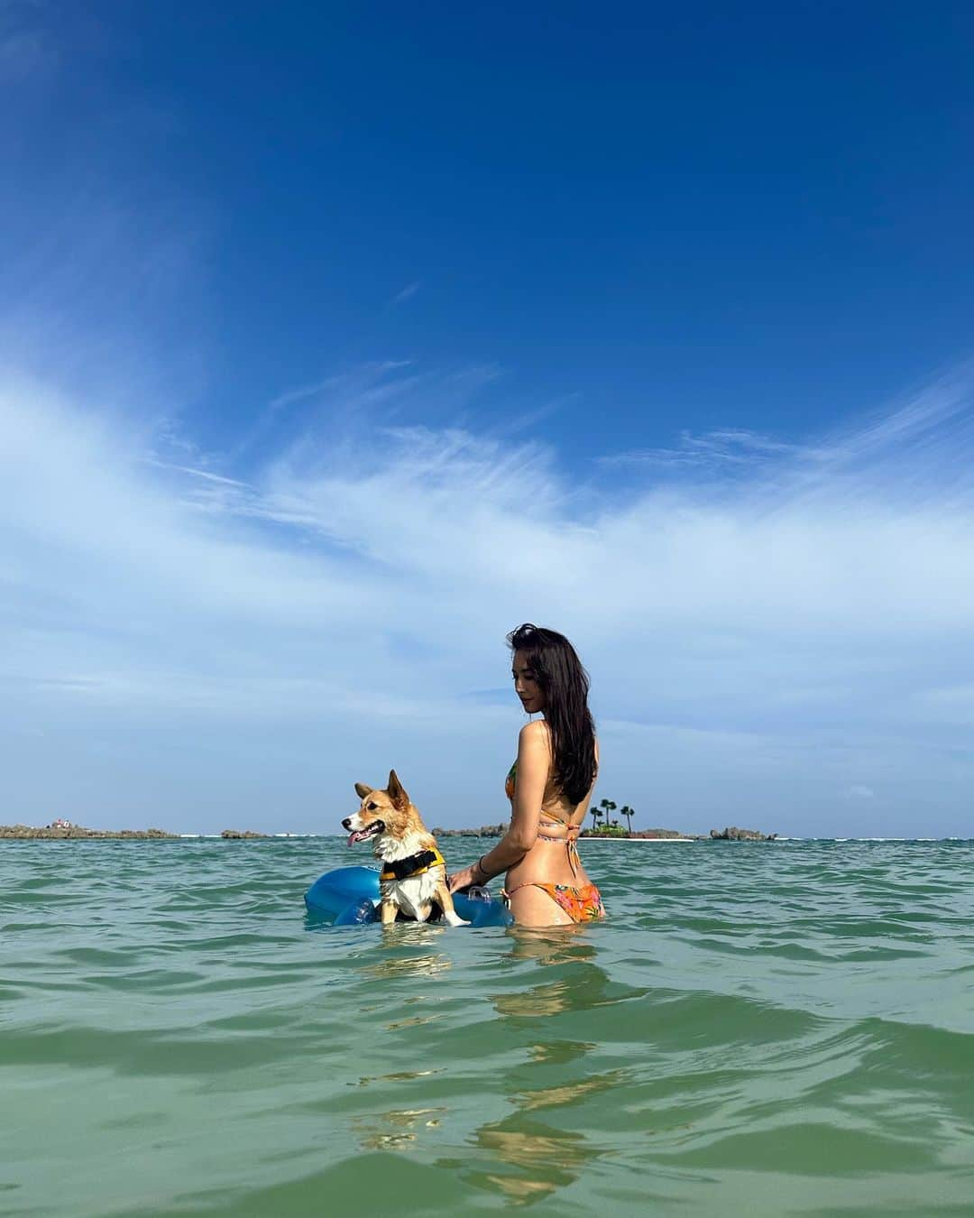 立野リカさんのインスタグラム写真 - (立野リカInstagram)「Ko Chan the jet setter 🐶🌴✈️」5月5日 10時21分 - rikatatsuno