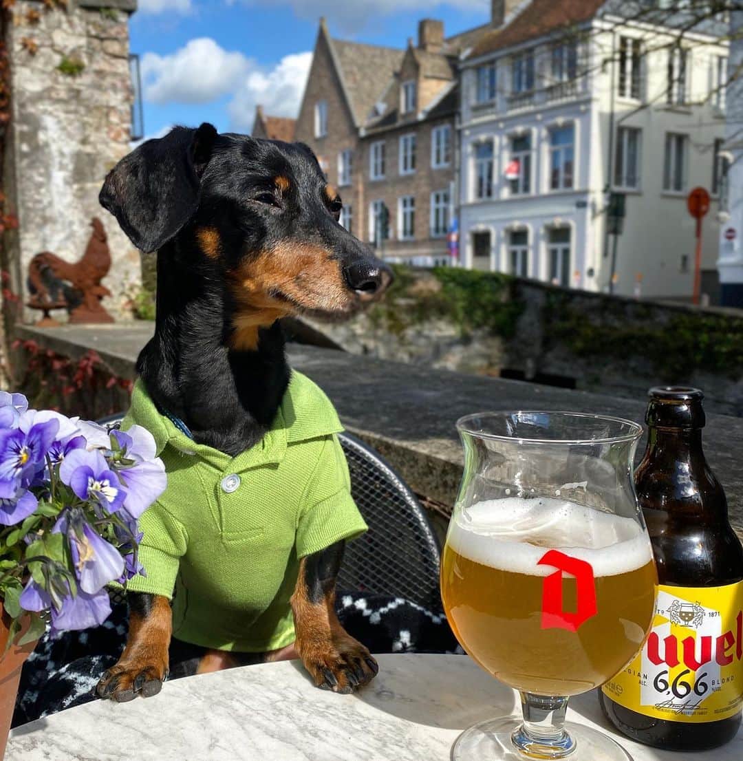 Crusoe the Celebrity Dachshundのインスタグラム：「“Cheers to a great trip! We had a wonderful time exploring the Netherlands and Bruges! Tomorrow we head home, and in a week or so I’ll have a little episode to share of our travels! Thanks for following along!”   ~ Crusoe」