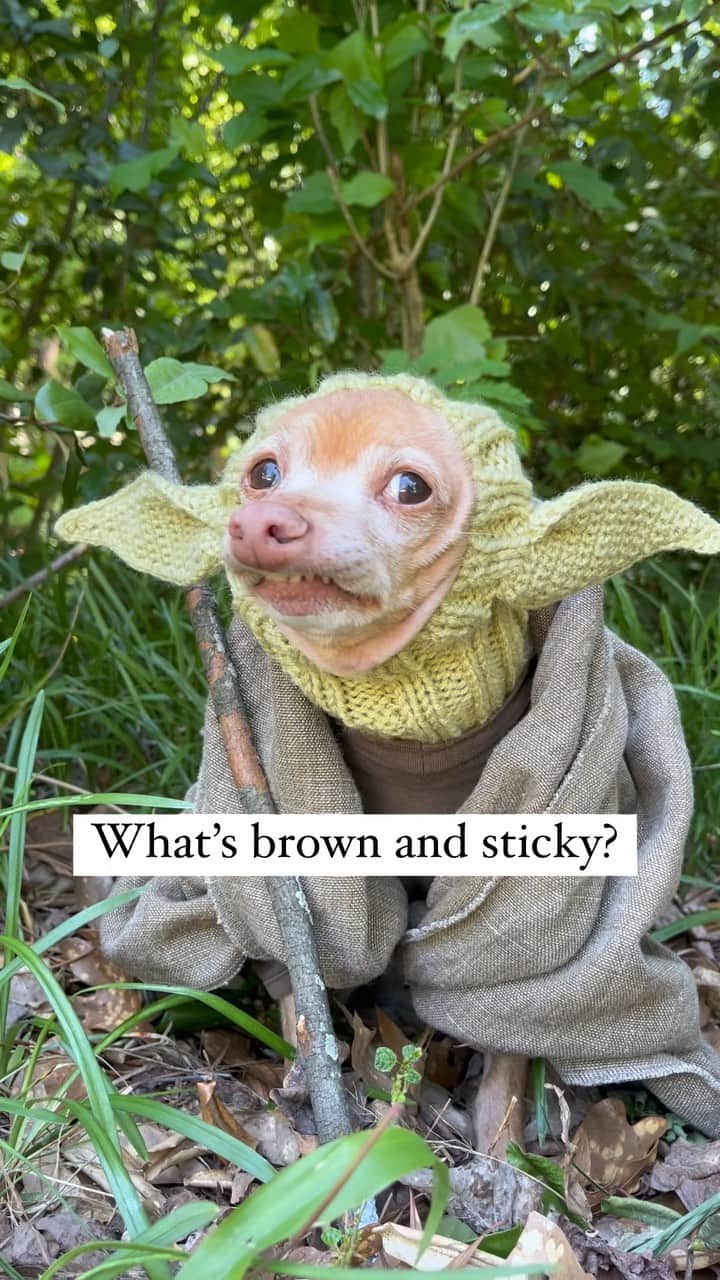 Tuna {breed:chiweenie} のインスタグラム：「Why am I like this?   Ps: I know nothing about Star Wars but Google does. Thanks, Google for keeping us relevant. #maythe4thbewithyou」