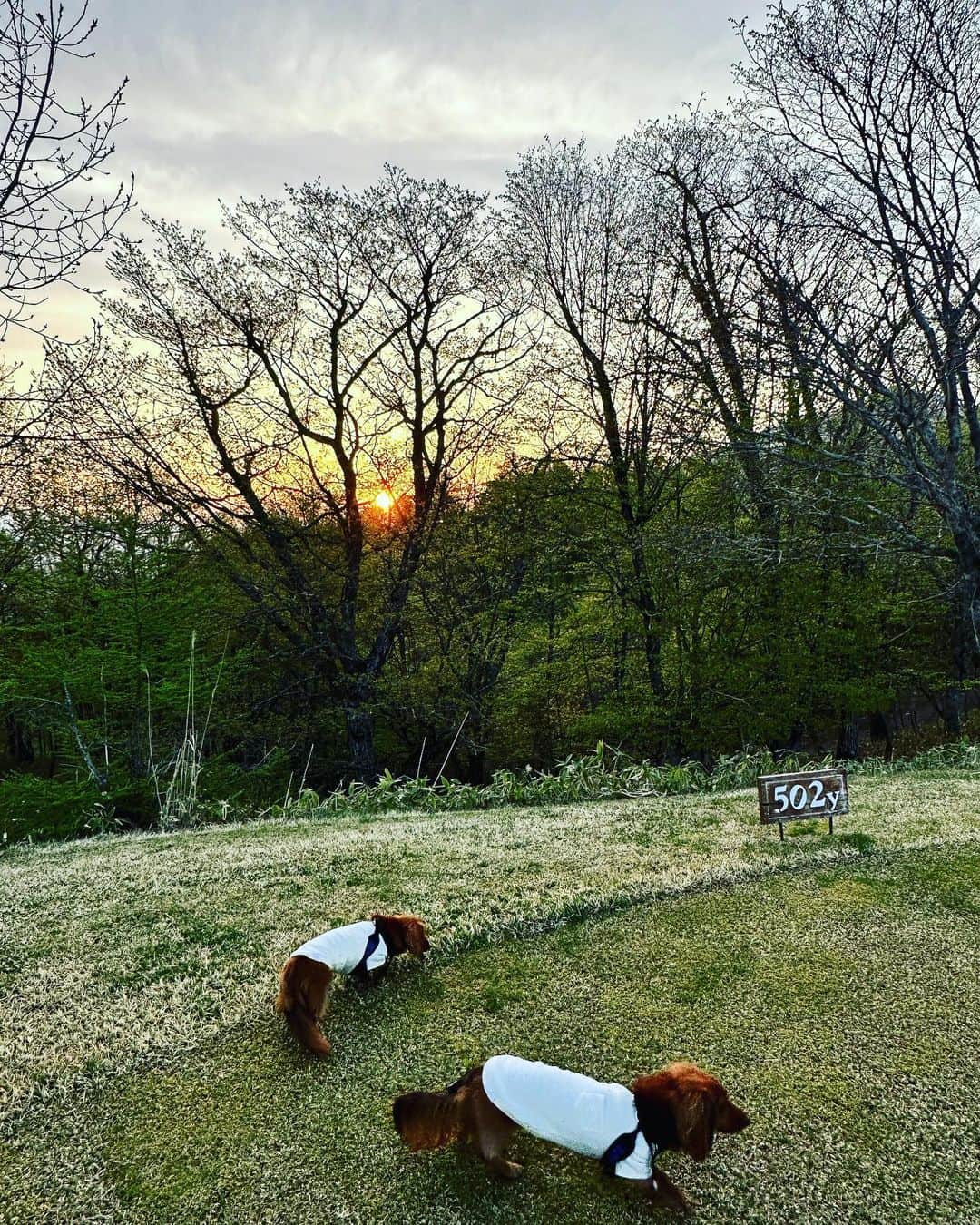 菊間千乃のインスタグラム：「おはようございます😊 今日もいいお天気みたいですね。 朝日を拝んでお散歩🐕🐕🐕 皆さま、ステキなGWをお過ごしください❣️」