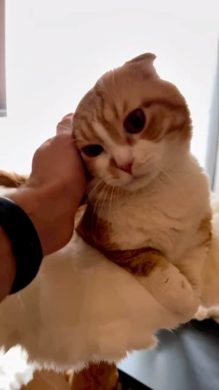 グレイシー・ゴールドのインスタグラム：「Missing my boys so much!  @mau.pets  • • • #catsofinstagram #maupets #catmom #scottishfold #teddy」